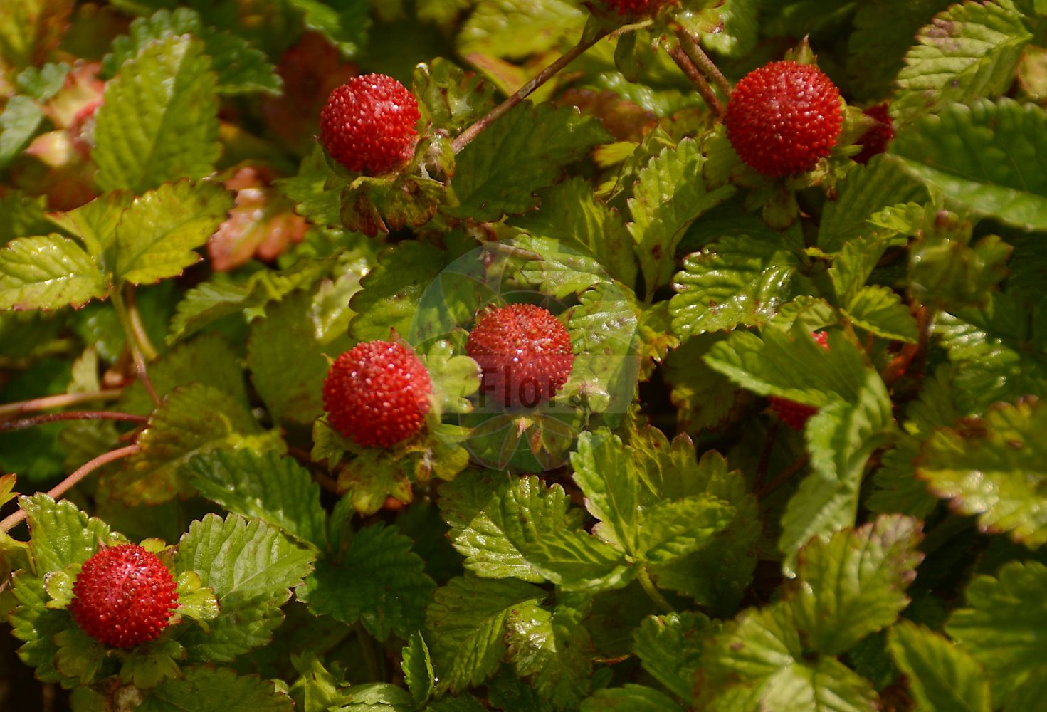 Foto von Potentilla indica. Das Bild zeigt Blatt und Frucht. Das Foto wurde in Jardin des Plantes, Paris, Frankreich aufgenommen. ---- Photo of Potentilla indica. The image is showing leaf and fruit. The picture was taken in Jardin des Plantes, Paris, France.(Potentilla indica,Duchesnea fragiformis,Duchesnea indica,Duchesnea major,Duchesnea wallichiana,Fragaria arguta,Fragaria indica,Fragaria malayana,Fragaria nilagirica,Fragaria roxburghii,Potentilla denticulosa,Potentilla durandii,Potentilla indica,Potentilla trifida,Potentilla wallichiana,Potentilla,Fingerkraut,Cinquefoil,Rosaceae,Rosengewächse,Rose family,Blatt,Frucht,leaf,fruit)