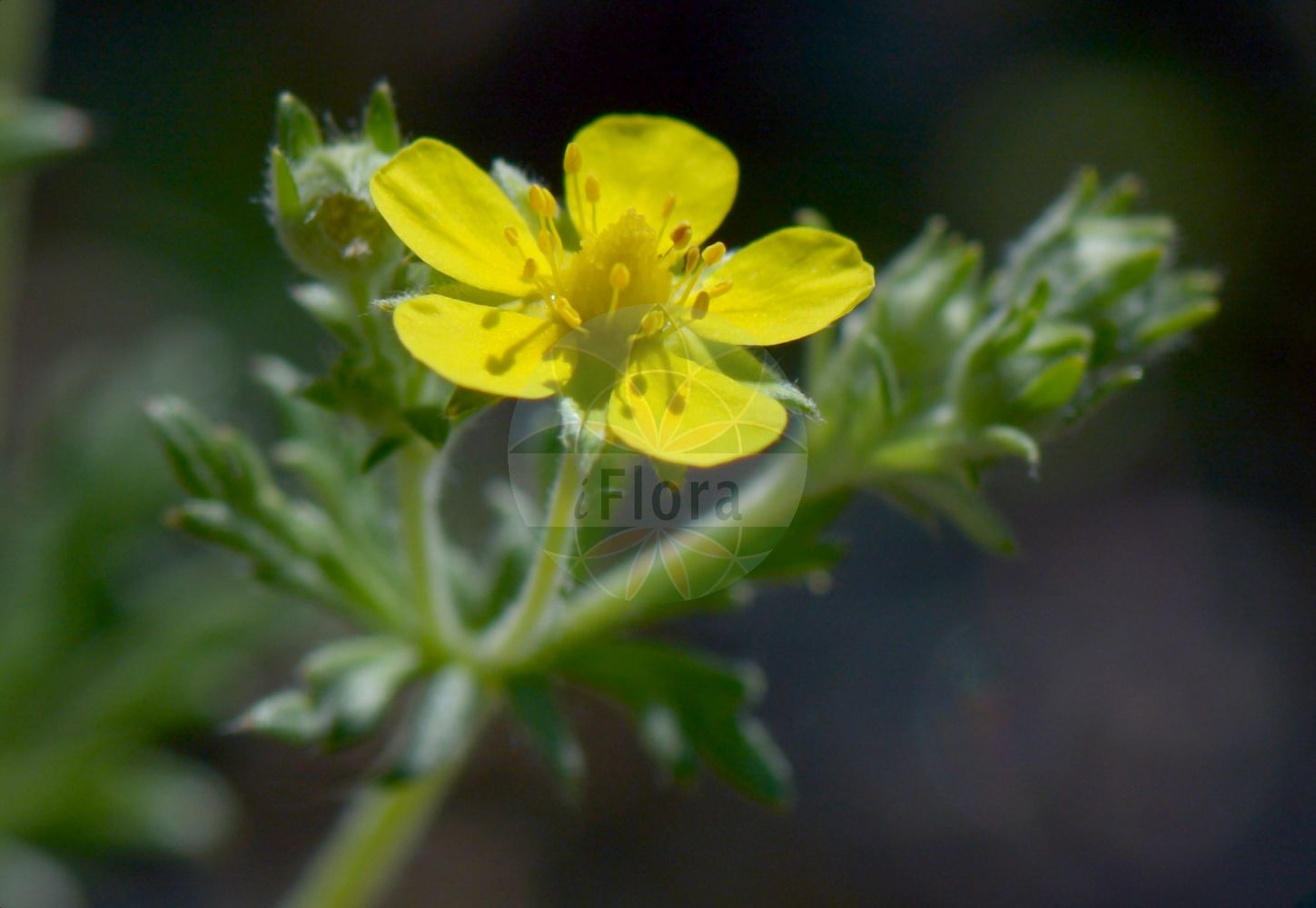 Foto von Potentilla nivea. Das Bild zeigt Bluete. Das Foto wurde in Göteborg, Schweden aufgenommen. ---- Photo of Potentilla nivea. The image is showing flower. The picture was taken in Gothenburg, Sweden.(Potentilla nivea,Fragaria nivea,Potentilla nivea,Potentilla,Fingerkraut,Cinquefoil,Rosaceae,Rosengewächse,Rose family,Bluete,flower)