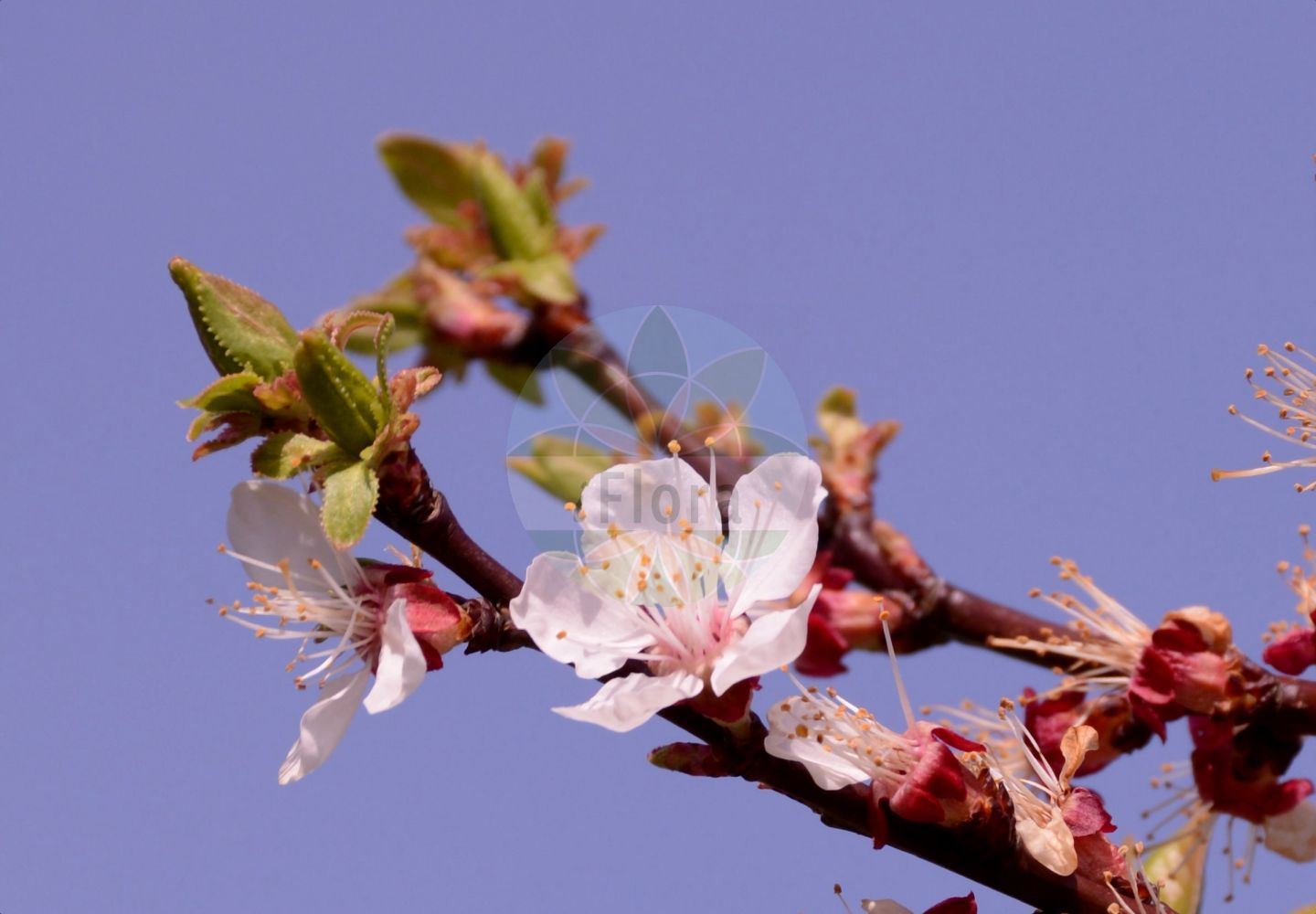 Foto von Prunus armeniaca (Kultur-Aprikose - Apricot). Das Bild zeigt Bluete. Das Foto wurde in Mainz, Rheinland-Pfalz, Deutschland aufgenommen. ---- Photo of Prunus armeniaca (Kultur-Aprikose - Apricot). The image is showing flower. The picture was taken in Mainz, Rhineland-Palatinate, Germany.(Prunus armeniaca,Kultur-Aprikose,Apricot,Armeniaca vulgaris,Prunus armeniaca,Kultur-Aprikose,Aprikose,Marille,Apricot,Prunus,Kirsche,Plum,Rosaceae,Rosengewächse,Rose family,Bluete,flower)