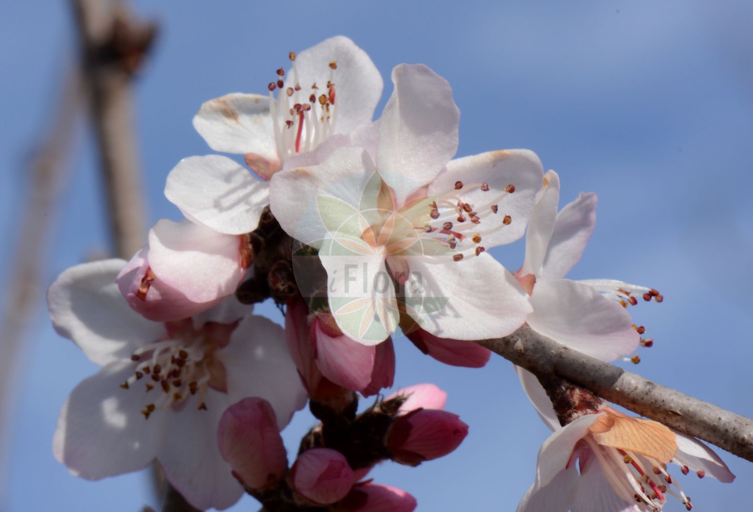 Foto von Prunus davidiana. Das Bild zeigt Bluete. Das Foto wurde in Mainz, Rheinland-Pfalz, Deutschland aufgenommen. ---- Photo of Prunus davidiana. The image is showing flower. The picture was taken in Mainz, Rhineland-Palatinate, Germany.(Prunus davidiana,Prunus,Kirsche,Plum,Rosaceae,Rosengewächse,Rose family,Bluete,flower)