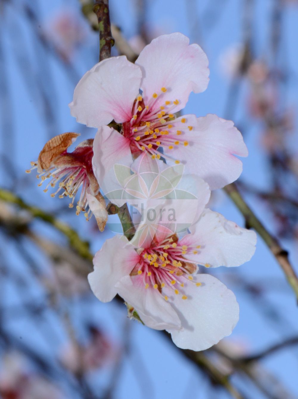 Foto von Prunus dulcis (Almond). Das Bild zeigt Bluete. Das Foto wurde in Mainz, Rheinland-Pfalz, Deutschland aufgenommen. ---- Photo of Prunus dulcis (Almond). The image is showing flower. The picture was taken in Mainz, Rhineland-Palatinate, Germany.(Prunus dulcis,Almond,Amygdalus amara,Amygdalus communis,Amygdalus dulcis,Amygdalus elata,Amygdalus fragilis,Amygdalus korshinskyi,Amygdalus ramonensis,Amygdalus sativa,Druparia amygdalus,Prunus amygdalus,Prunus dulcis,Prunus korshinskyi,Prunus,Kirsche,Plum,Rosaceae,Rosengewächse,Rose family,Bluete,flower)
