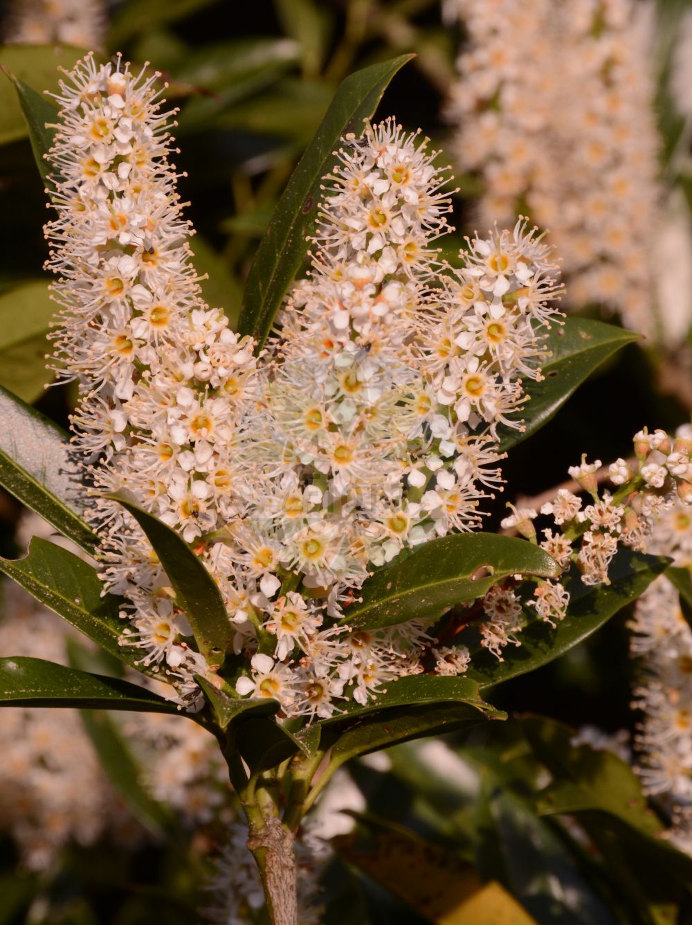 Foto von Prunus laurocerasus (Kirschlorbeer - Cherry Laurel). Das Bild zeigt Blatt und Bluete. Das Foto wurde in Marburg, Hessen, Deutschland aufgenommen. ---- Photo of Prunus laurocerasus (Kirschlorbeer - Cherry Laurel). The image is showing leaf and flower. The picture was taken in Marburg, Hesse, Germany.(Prunus laurocerasus,Kirschlorbeer,Cherry Laurel,Cerasus laurocerasus,Laurocerasus officinalis,Laurocerasus otinii,Laurocerasus vulgaris,Padus laurocerasus,Prunus grandifolia,Prunus laurocerasus,Kirschlorbeer,Kolchische Lorbeer-Kirsche,Pontische Lorbeer-Kirsche,Cherry Laurel,Common Laurel,Laurel Cherry,Prunus,Kirsche,Plum,Rosaceae,Rosengewächse,Rose family,Blatt,Bluete,leaf,flower)