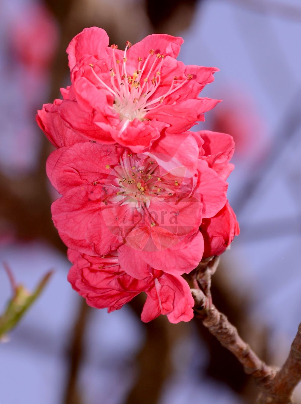 Foto von Prunus persica (Kultur-Pfirsich - Peach). Das Bild zeigt Bluete. Das Foto wurde in Mainz, Rheinland-Pfalz, Deutschland aufgenommen. ---- Photo of Prunus persica (Kultur-Pfirsich - Peach). The image is showing flower. The picture was taken in Mainz, Rhineland-Palatinate, Germany.(Prunus persica,Kultur-Pfirsich,Peach,Amygdalus persica,Persica laevis,Persica nucipersica,Persica vulgaris,Prunus daemonifuga,Prunus persica,Prunus persica subsp. nucipersica,Kultur-Pfirsich,Pfirsich,Peach,Prunus,Kirsche,Plum,Rosaceae,Rosengewächse,Rose family,Bluete,flower)