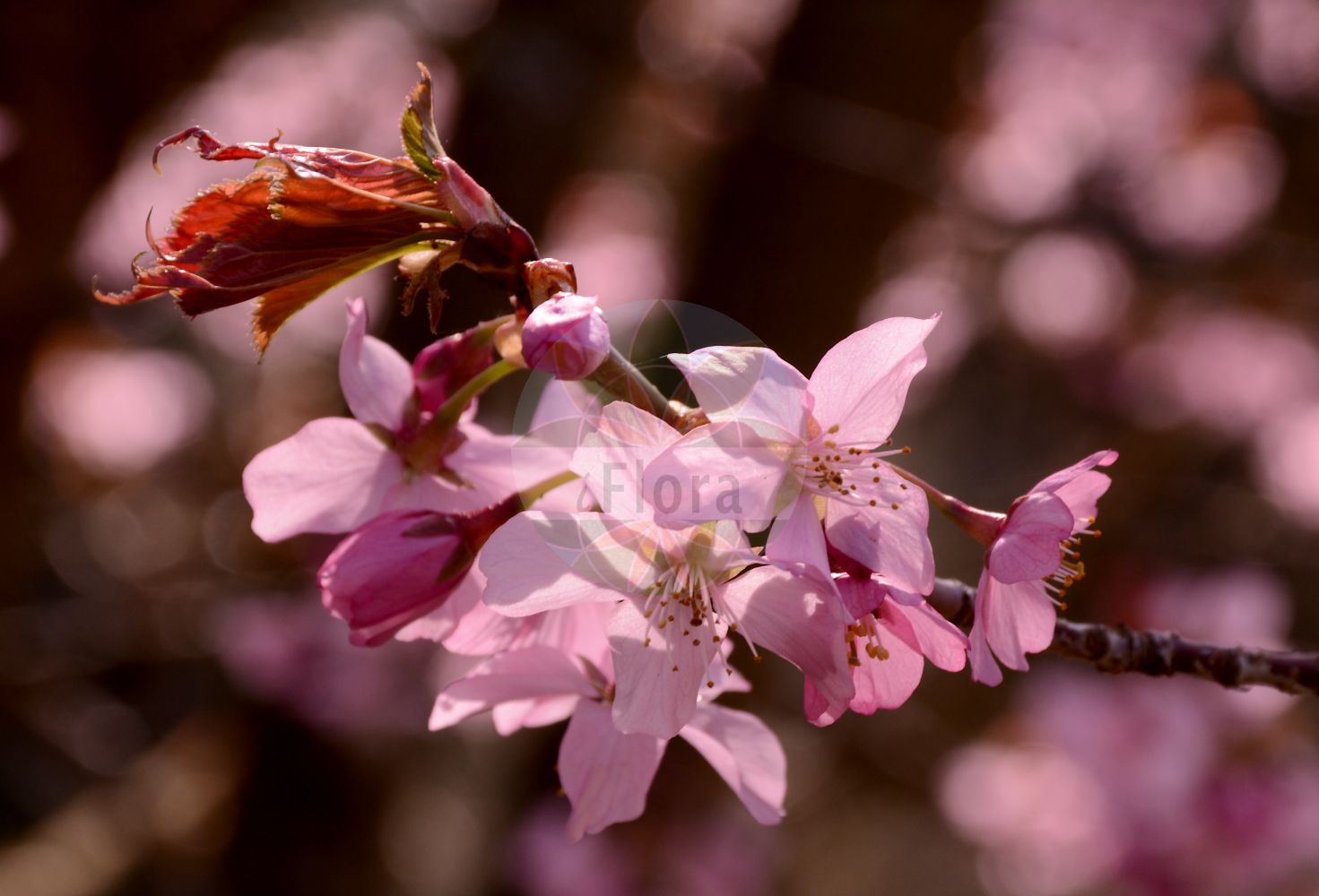 Foto von Prunus sargentii. Das Bild zeigt Bluete. Das Foto wurde in Darmstadt, Hessen, Deutschland aufgenommen. ---- Photo of Prunus sargentii. The image is showing flower. The picture was taken in Darmstadt, Hesse, Germany.(Prunus sargentii,Prunus,Kirsche,Plum,Rosaceae,Rosengewächse,Rose family,Bluete,flower)