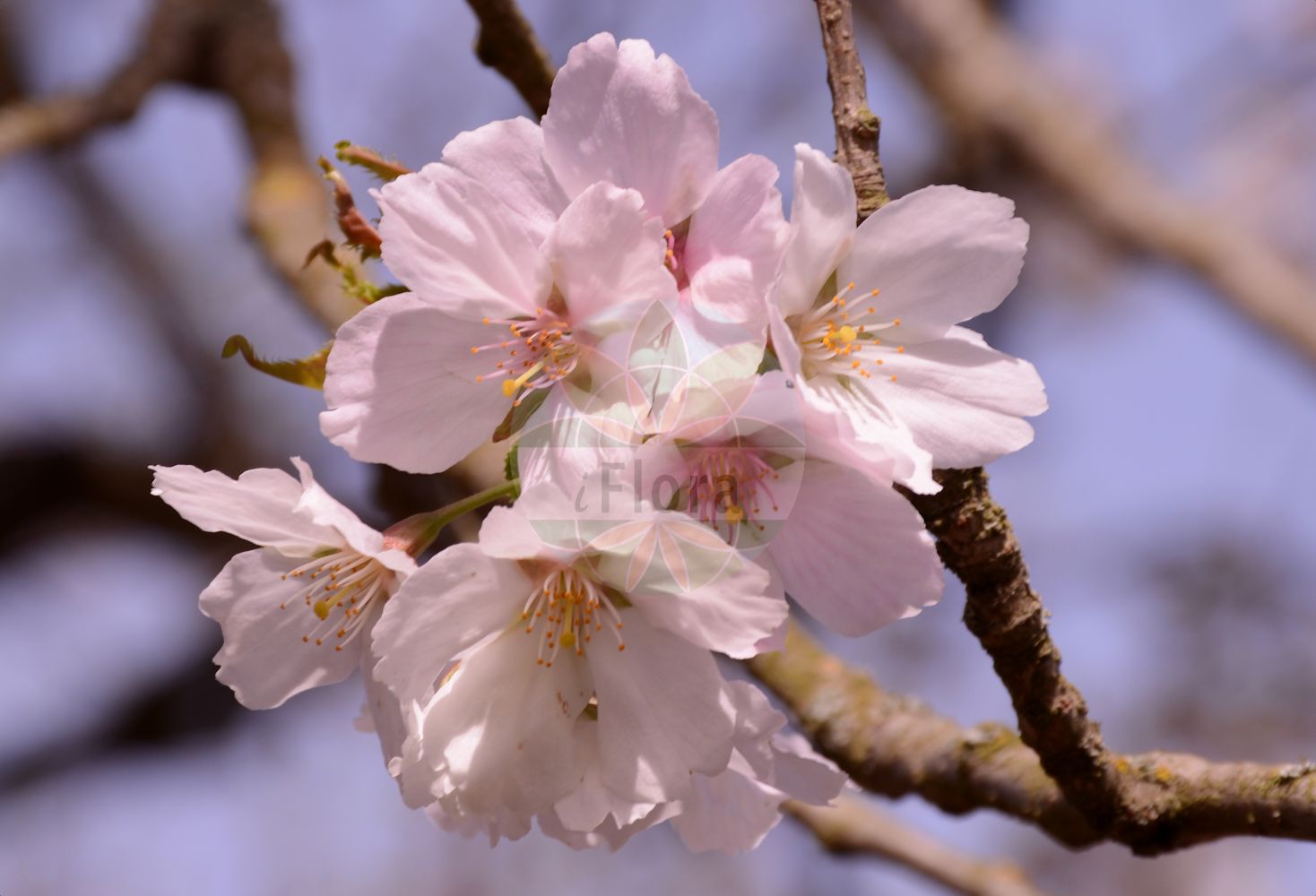 Foto von Prunus serrulata (Japanische Blütenkirsche - Japanese Cherry). Das Bild zeigt Bluete. Das Foto wurde in Mainz, Rheinland-Pfalz, Deutschland aufgenommen. ---- Photo of Prunus serrulata (Japanische Blütenkirsche - Japanese Cherry). The image is showing flower. The picture was taken in Mainz, Rhineland-Palatinate, Germany.(Prunus serrulata,Japanische Blütenkirsche,Japanese Cherry,Prunus serrulata,Japanische Bluetenkirsche,Japanese Cherry,Japanese Flowering Cherry,Oriental Cherry,Prunus,Prunus,Kirsche,Plum,Rosaceae,Rosengewächse,Rose family,Bluete,flower)