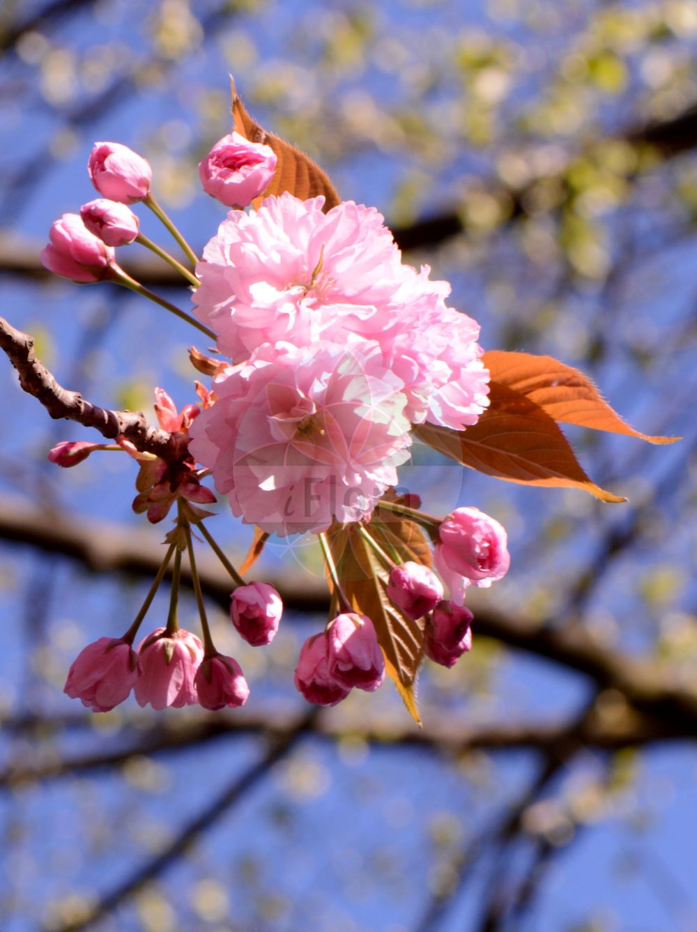 Foto von Prunus serrulata (Japanische Blütenkirsche - Japanese Cherry). Das Bild zeigt Blatt und Bluete. Das Foto wurde in Köln, Nordrhein-Westfalen, Deutschland aufgenommen. ---- Photo of Prunus serrulata (Japanische Blütenkirsche - Japanese Cherry). The image is showing leaf and flower. The picture was taken in Cologne, North Rhine-Westphalia, Germany.(Prunus serrulata,Japanische Blütenkirsche,Japanese Cherry,Prunus serrulata,Japanische Bluetenkirsche,Japanese Cherry,Japanese Flowering Cherry,Oriental Cherry,Prunus,Prunus,Kirsche,Plum,Rosaceae,Rosengewächse,Rose family,Blatt,Bluete,leaf,flower)