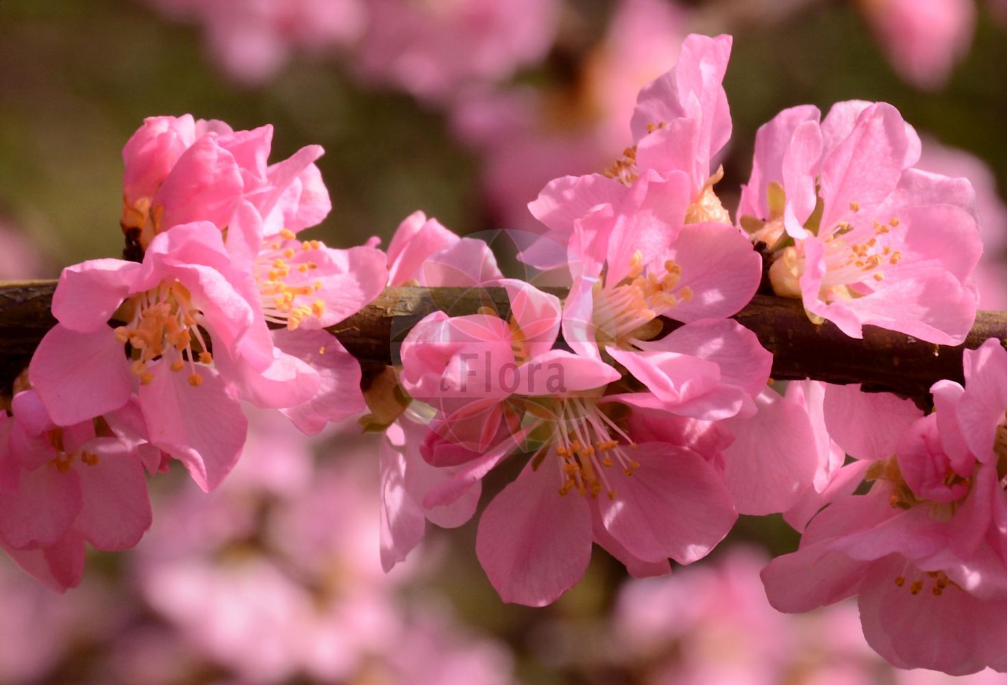 Foto von Prunus triloba. Das Bild zeigt Bluete. Das Foto wurde in Mainz, Rheinland-Pfalz, Deutschland aufgenommen. ---- Photo of Prunus triloba. The image is showing flower. The picture was taken in Mainz, Rhineland-Palatinate, Germany.(Prunus triloba,Prunus,Kirsche,Plum,Rosaceae,Rosengewächse,Rose family,Bluete,flower)
