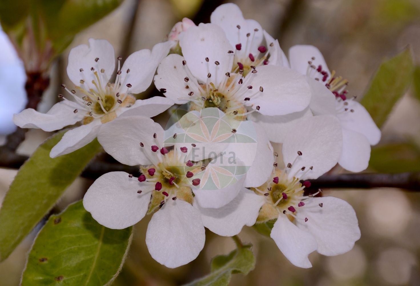 Foto von Pyrus communis (Kultur-Birne - Pear). Das Bild zeigt Blatt und Bluete. Das Foto wurde in Köln, Nordrhein-Westfalen, Deutschland aufgenommen. ---- Photo of Pyrus communis (Kultur-Birne - Pear). The image is showing leaf and flower. The picture was taken in Cologne, North Rhine-Westphalia, Germany.(Pyrus communis,Kultur-Birne,Pear,Crataegus excelsa,Pyrenia pyrus,Pyrus amphigenea,Pyrus balansae,Pyrus communis,Pyrus elata,Pyrus sosnovskyi,Pyrus vsevolodii,Sorbus pyrus,Kultur-Birne,Pear,Wild Pear,Common Pear,Pyrus,Birne,Pear,Rosaceae,Rosengewächse,Rose family,Blatt,Bluete,leaf,flower)