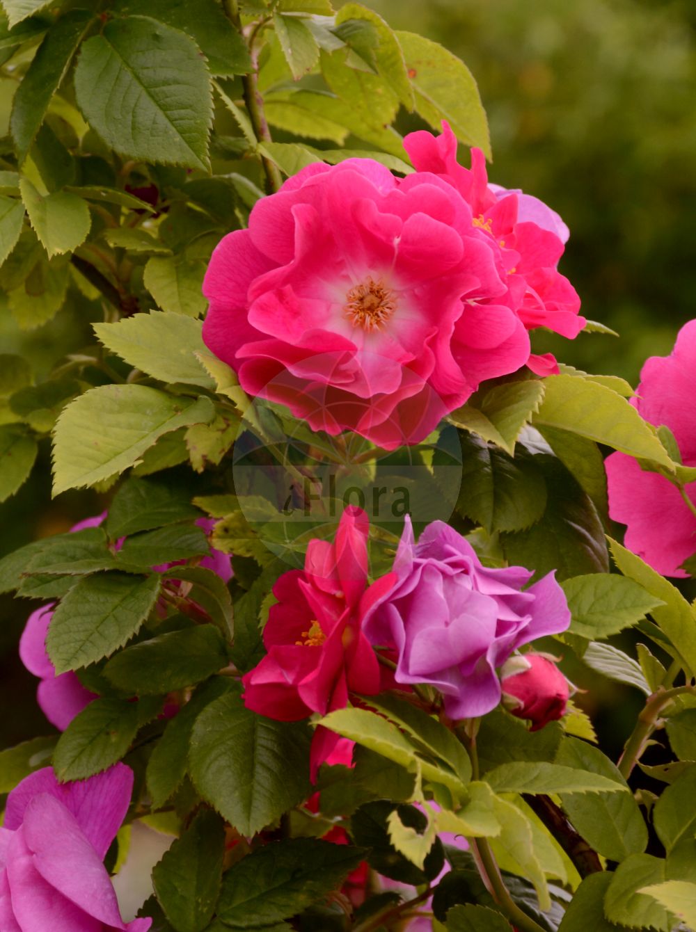 Foto von Rosa aschersoniana. Das Bild zeigt Blatt und Bluete. Das Foto wurde in Sangerhausen, Mansfeld-Südharz, Sachsen-Anhalt, Deutschland aufgenommen. ---- Photo of Rosa aschersoniana. The image is showing leaf and flower. The picture was taken in Sangerhausen, Mansfeld-Suedharz, Saxony-Anhalt, Germany.(Rosa aschersoniana,Rosa,Rose,Rose,Rosaceae,Rosengewächse,Rose family,Blatt,Bluete,leaf,flower)