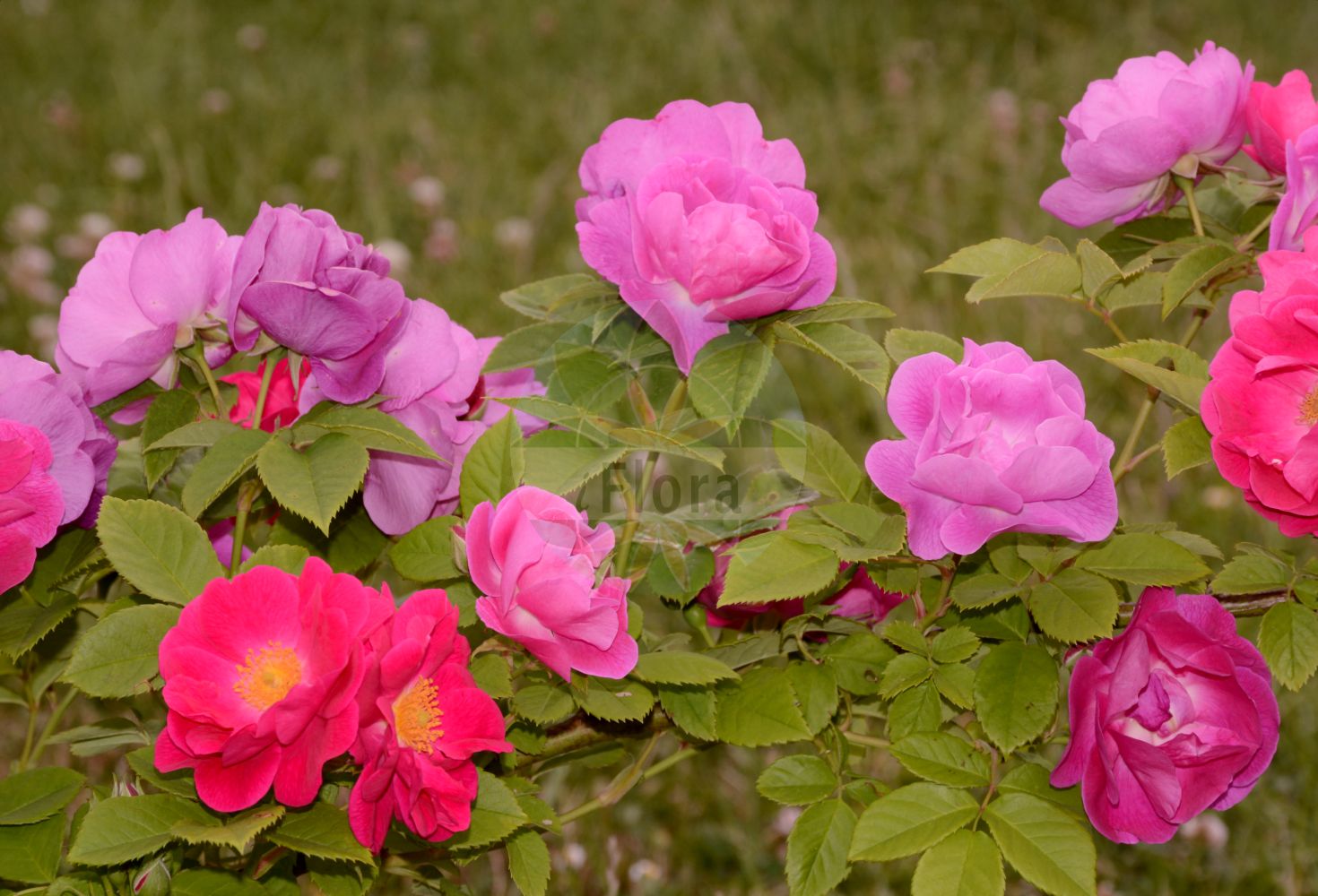 Foto von Rosa aschersoniana. Das Bild zeigt Blatt und Bluete. Das Foto wurde in Sangerhausen, Mansfeld-Südharz, Sachsen-Anhalt, Deutschland aufgenommen. ---- Photo of Rosa aschersoniana. The image is showing leaf and flower. The picture was taken in Sangerhausen, Mansfeld-Suedharz, Saxony-Anhalt, Germany.(Rosa aschersoniana,Rosa,Rose,Rose,Rosaceae,Rosengewächse,Rose family,Blatt,Bluete,leaf,flower)