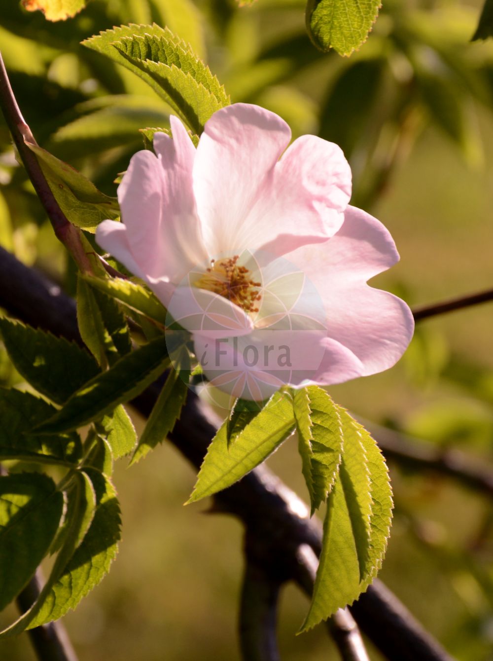 Foto von Rosa corymbifera (Hecken-Rose - Round-leaved Dog-Rose). Das Bild zeigt Blatt und Bluete. Das Foto wurde in Berlin, Deutschland aufgenommen. ---- Photo of Rosa corymbifera (Hecken-Rose - Round-leaved Dog-Rose). The image is showing leaf and flower. The picture was taken in Berlin, Germany.(Rosa corymbifera,Hecken-Rose,Round-leaved Dog-Rose,Crepinia corymbifera,Crepinia obtusifolia,Crepinia platyphylla,Rosa acanthina,Rosa affinita,Rosa amblyphylla,Rosa annoniana,Rosa borysthenica,Rosa brilonensis,Rosa burnatii,Rosa ciesielskii,Rosa cineracens,Rosa cinerosa,Rosa corymbifera,Rosa deseglisei,Rosa dumetorum,Rosa erythrantha,Rosa eulanceolata,Rosa forsteri,Rosa frutetorum,Rosa gabrielis,Rosa globata,Rosa hemitricha,Rosa hillebrandtii,Rosa hirta,Rosa hispidula,Rosa imitata,Rosa incerta,Rosa jactata,Rosa kalmiussica,Rosa kosopoljanskii,Rosa lanceolata,Rosa lapidosa,Rosa obscura,Rosa obtusifolia,Rosa opaca,Rosa platyphylla,Rosa pyriformis,Rosa rammiorum,Rosa richteri,Rosa rivularis,Rosa schmalhauseniana,Rosa semiglabra,Rosa solstitialis,Rosa sphaerocarpa,Rosa spinetorum,Rosa taurica,Rosa tesquicola,Rosa tortuosa,Rosa trichoidea,Rosa uncinella,Rosa uncinelloides,Rosa urbica,Rosa vaulxiana,Rosa wittmannii,Hecken-Rose,Busch-Rose,Gewoehnliche Hecken-Rose,Round-leaved Dog-Rose,Glaucous Dog Rose,Rosa,Rose,Rose,Rosaceae,Rosengewächse,Rose family,Blatt,Bluete,leaf,flower)