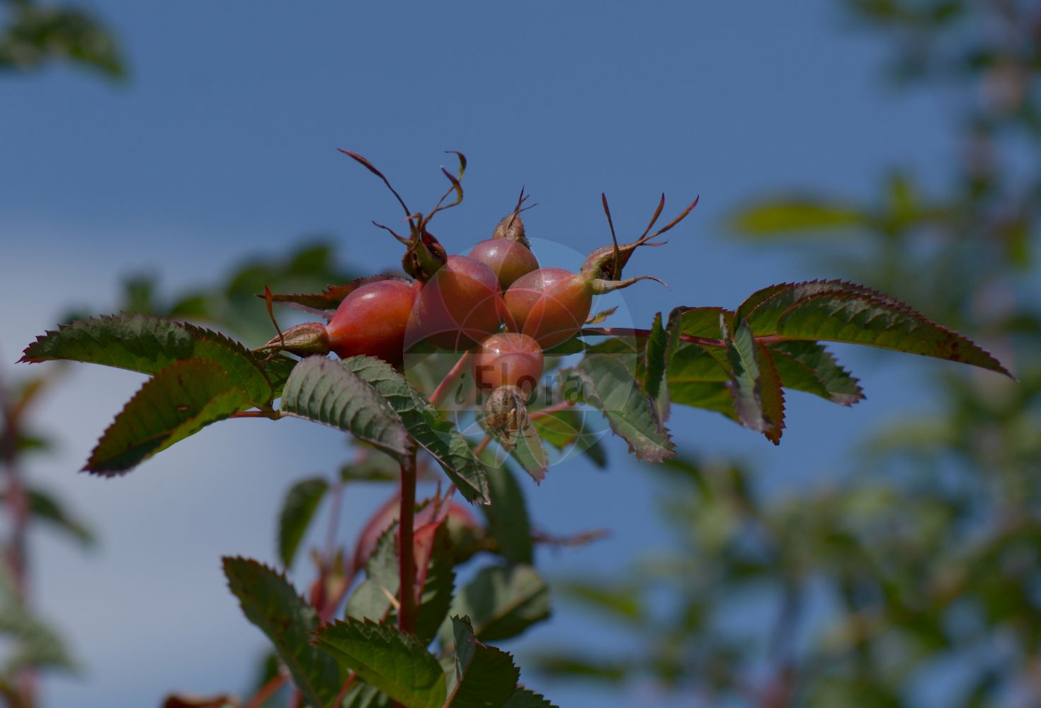 Foto von Rosa pendulina (Alpen-Rose - Alpine Rose). Das Bild zeigt Blatt und Frucht. Das Foto wurde in Sangerhausen, Mansfeld-Südharz, Sachsen-Anhalt, Deutschland aufgenommen. ---- Photo of Rosa pendulina (Alpen-Rose - Alpine Rose). The image is showing leaf and fruit. The picture was taken in Sangerhausen, Mansfeld-Suedharz, Saxony-Anhalt, Germany.(Rosa pendulina,Alpen-Rose,Alpine Rose,Ozanonia alpina,Rosa adenophora,Rosa adjecta,Rosa affinis,Rosa alpiniformis,Rosa balsamea,Rosa brandisii,Rosa cinnamomea,Rosa coccialba,Rosa diplacantha,Rosa glandulosa,Rosa lagenaria,Rosa odoratissima,Rosa pendula,Rosa pendulina,Rosa pyrenaica,Rosa reversa,Rosa rupestris,Rosa semisimplex,Rosa stenodonta,Rosa tenuiflora,Rosa villarsii,Rosa alpina,Alpen-Rose,Haengefrucht-Rose,Alpine Rose,Cinnamon Rose,Drooping Rose,Rosa,Rose,Rose,Rosaceae,Rosengewächse,Rose family,Blatt,Frucht,leaf,fruit)