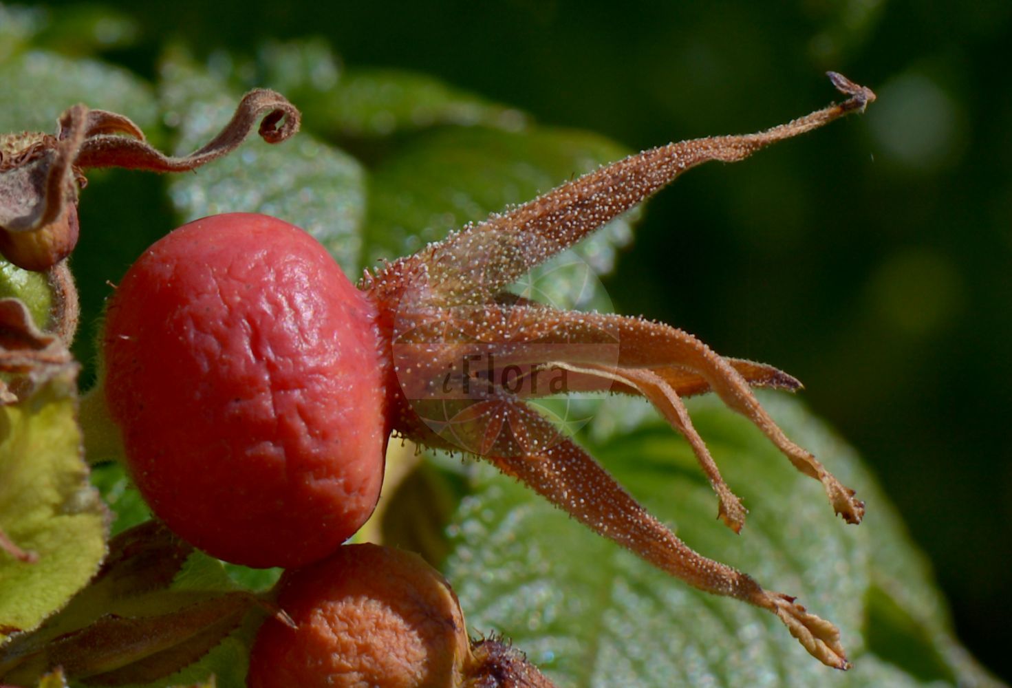Foto von Rosa rugosa (Kartoffel-Rose - Japanese Rose). Das Bild zeigt Blatt und Frucht. Das Foto wurde in Nancy, Grand Est, Frankreich aufgenommen. ---- Photo of Rosa rugosa (Kartoffel-Rose - Japanese Rose). The image is showing leaf and fruit. The picture was taken in Nancy, Grand Est, France.(Rosa rugosa,Kartoffel-Rose,Japanese Rose,Rosa andreae,Rosa coruscans,Rosa regeliana,Rosa rugosa,Kartoffel-Rose,Runzel-Rose,Japanese Rose,Hedgerow Rose,Ramanas Rose,Rugosa Rose,Turkestan Rose,Rosa,Rose,Rose,Rosaceae,Rosengewächse,Rose family,Blatt,Frucht,leaf,fruit)