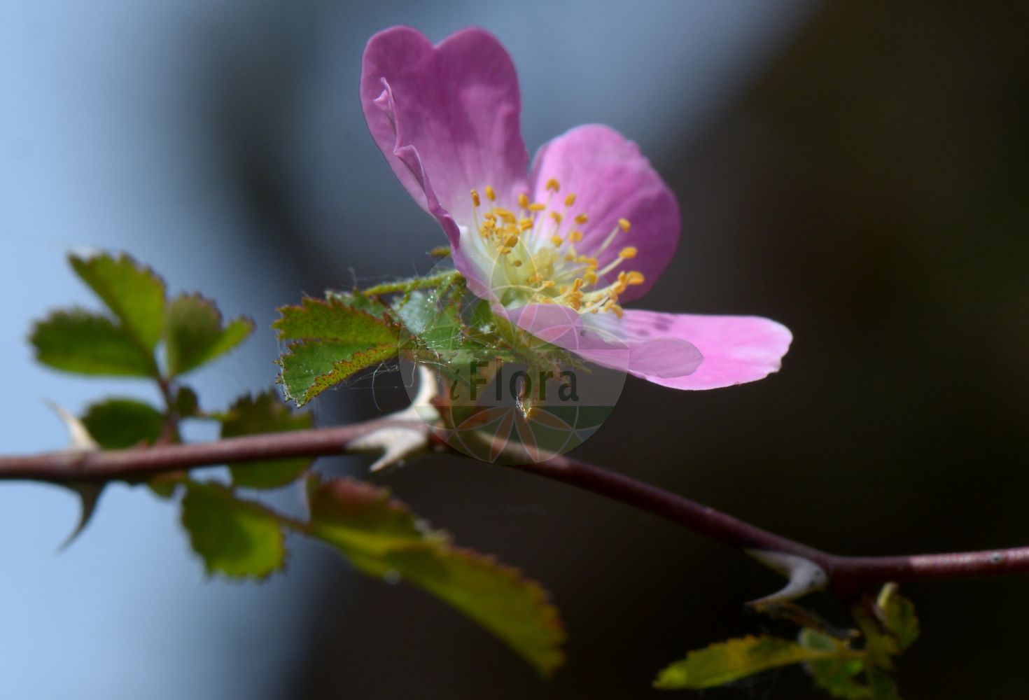 Foto von Rosa serafinii. Das Bild zeigt Blatt und Bluete. Das Foto wurde in Ljubljana, Slowenien aufgenommen. ---- Photo of Rosa serafinii. The image is showing leaf and flower. The picture was taken in Ljubljana, Slovenia.(Rosa serafinii,Rosa apennina,Rosa serafinii,Rosa viscaria subsp. serafini,Rosa,Rose,Rose,Rosaceae,Rosengewächse,Rose family,Blatt,Bluete,leaf,flower)