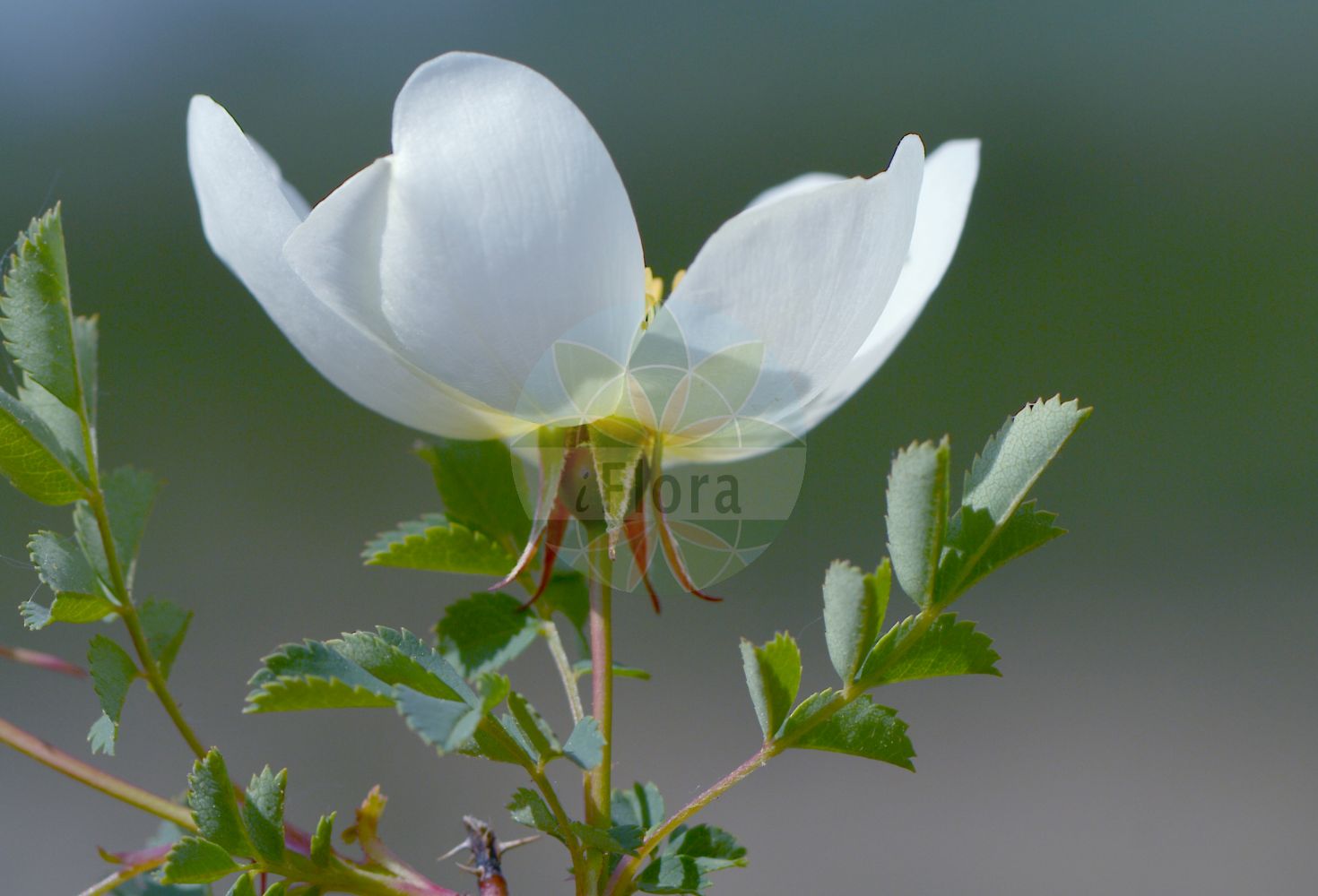 Foto von Rosa spinosissima (Bibernell-Rose - Burnet Rose). Das Bild zeigt Blatt und Bluete. Das Foto wurde in Grainberg u. Saupurzel, Karlstadt, Main-Spessart, Bayern, Deutschland, Fränkische Platte aufgenommen. ---- Photo of Rosa spinosissima (Bibernell-Rose - Burnet Rose). The image is showing leaf and flower. The picture was taken in Grainberg u. Saupurzel, Karlstadt, Main-Spessart, Bavaria, Germany, Fraenkische Platte.(Rosa spinosissima,Bibernell-Rose,Burnet Rose,Rosa agustiana,Rosa besseri,Rosa borealis,Rosa chamaerhodon,Rosa consimilis,Rosa elasmacantha,Rosa gentilis,Rosa granatensis,Rosa grandiflora,Rosa hispida,Rosa hracziana,Rosa humensis,Rosa javalambrensis,Rosa lutescens,Rosa macropoda,Rosa mathonnetii,Rosa melanocarpa,Rosa microcarpa,Rosa mitissima,Rosa myriacantha,Rosa pimpinellifolia,Rosa poteriifolia,Rosa pulchella,Rosa ripartii,Rosa rubella,Rosa rupincola,Rosa scotica,Rosa sibirica,Rosa spreta,Rosa taeckholmii,Rosa tschatyrdagii,Rosa spinosissima,Bibernell-Rose,Bibernellblaettrige Rose,Pimpinell-Rose,Reichstachelige Rose,Stacheligste Rose,Burnet Rose,Scotch Rose,Scottish Rose,Rosa,Rose,Rose,Rosaceae,Rosengewächse,Rose family,Blatt,Bluete,leaf,flower)