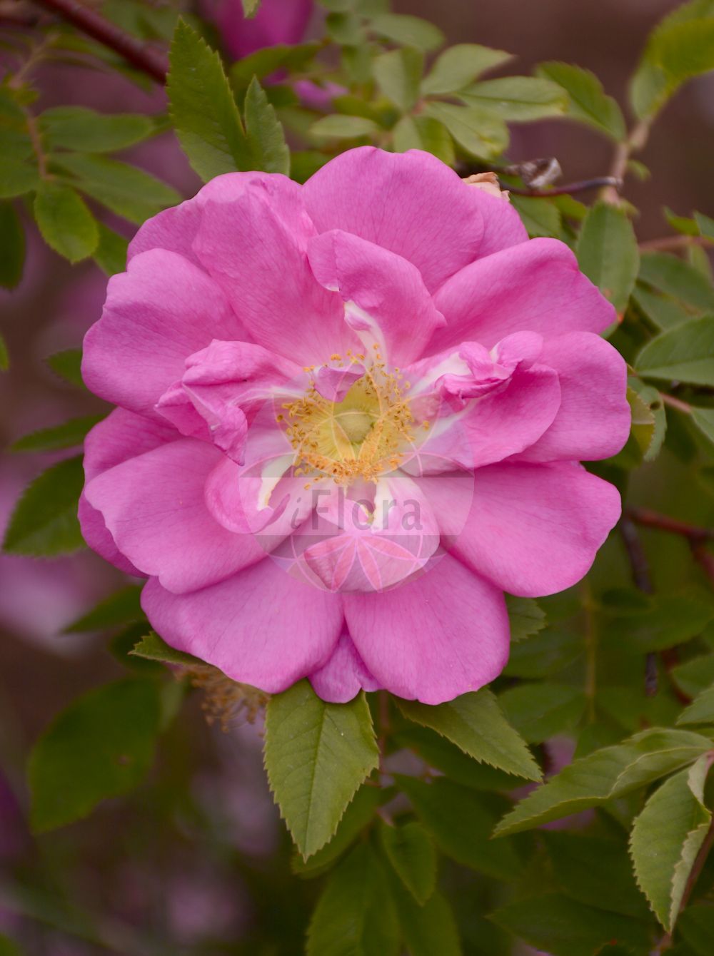 Foto von Rosa blanda. Das Bild zeigt Blatt und Bluete. Das Foto wurde in Sangerhausen, Mansfeld-Südharz, Sachsen-Anhalt, Deutschland aufgenommen. ---- Photo of Rosa blanda. The image is showing leaf and flower. The picture was taken in Sangerhausen, Mansfeld-Suedharz, Saxony-Anhalt, Germany.(Rosa blanda,Rosa blanda,Rosa woodsii,Rosa,Rose,Rose,Rosaceae,Rosengewächse,Rose family,Blatt,Bluete,leaf,flower)