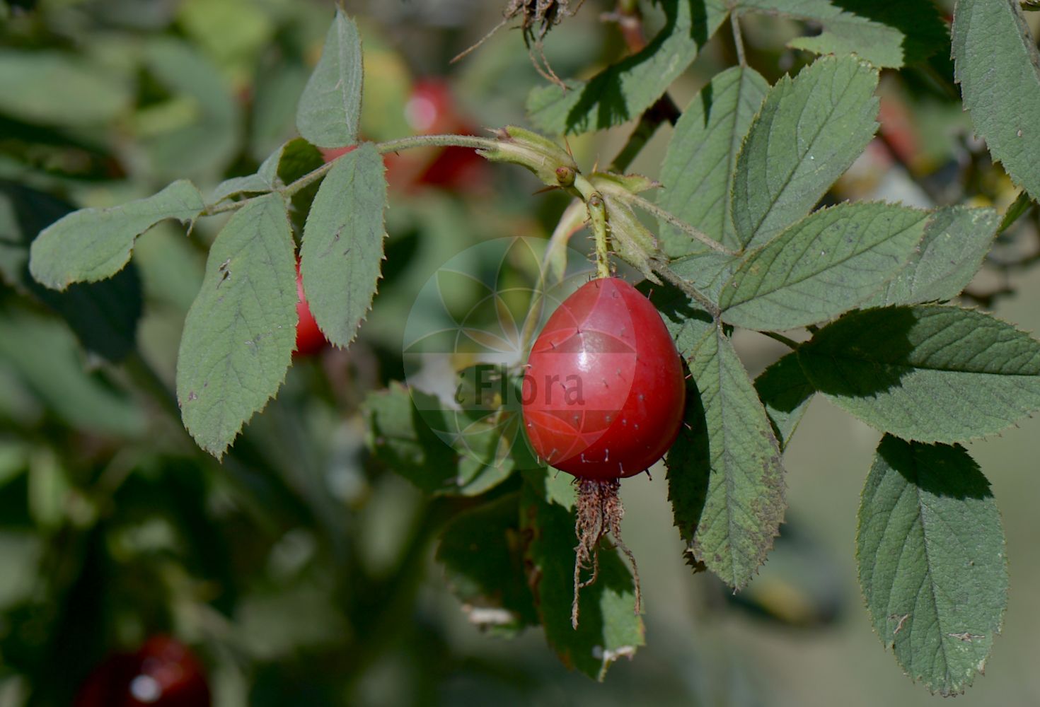 Foto von Rosa x damascena. Das Bild zeigt Blatt und Frucht. Das Foto wurde in Nancy, Grand Est, Frankreich aufgenommen. ---- Photo of Rosa x damascena. The image is showing leaf and fruit. The picture was taken in Nancy, Grand Est, France.(Rosa x damascena,Rosa,Rose,Rose,Rosaceae,Rosengewächse,Rose family,Blatt,Frucht,leaf,fruit)