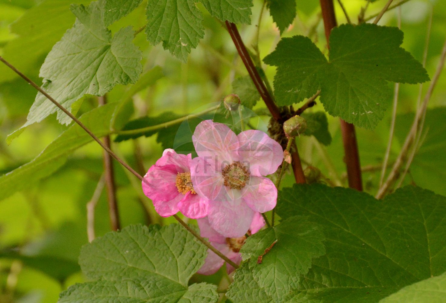 Foto von Rubus spectabilis (Pracht-Himbeere - Salmonberry). Das Bild zeigt Blatt und Bluete. Das Foto wurde in Wilhelmshaven, Niedersachsen, Deutschland aufgenommen. ---- Photo of Rubus spectabilis (Pracht-Himbeere - Salmonberry). The image is showing leaf and flower. The picture was taken in Wilhelmshaven, Lower Saxony, Germany.(Rubus spectabilis,Pracht-Himbeere,Salmonberry,Parmena spectabilis,Rubus franciscanus,Rubus spectabilis,Pracht-Himbeere,Salmonberry,Rubus,Brombeere,Raspberry,Rosaceae,Rosengewächse,Rose family,Blatt,Bluete,leaf,flower)