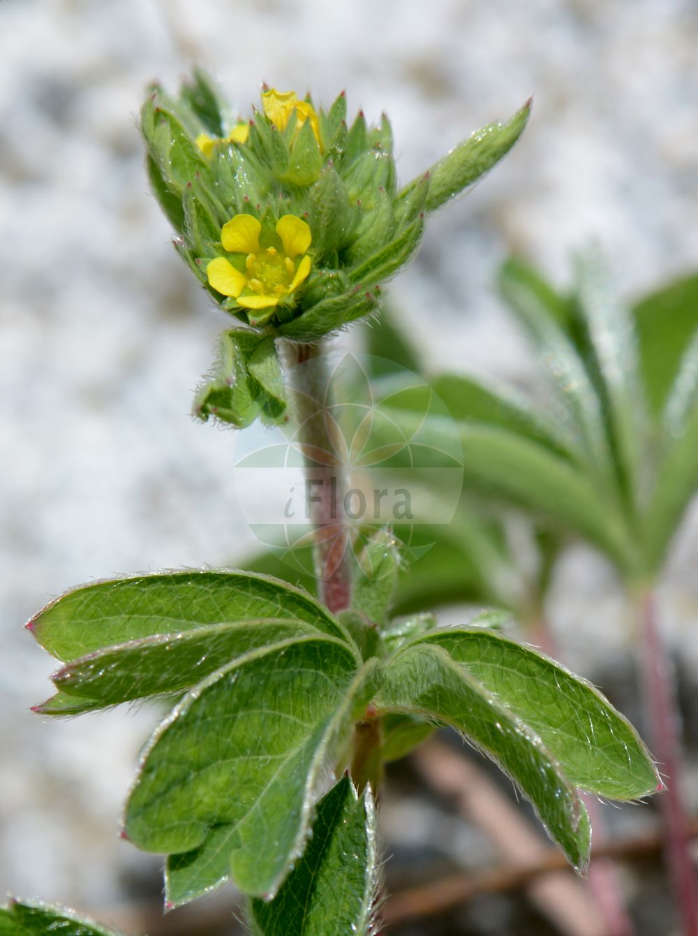 Foto von Sibbaldia procumbens (Alpen-Gelbling - Sibbaldia). Das Bild zeigt Blatt und Bluete. Das Foto wurde in Monte Bondeone, Provincia Autonoma di Trento, Italien, Alpen aufgenommen. ---- Photo of Sibbaldia procumbens (Alpen-Gelbling - Sibbaldia). The image is showing leaf and flower. The picture was taken in Monte Bondeone, Provincia Autonoma di Trento, Italy, Alps.(Sibbaldia procumbens,Alpen-Gelbling,Sibbaldia,Coelas procumbens,Dactylophyllum sibbaldia,Dynamidium procumbens,Potentilla procumbens,Potentilla sibbaldiana,Potentilla sibbaldii,Sibbaldia aphanopetala,Sibbaldia macrophylla,Sibbaldia octopetala,Sibbaldia procumbens,Alpen-Gelbling,Sibbaldia,Creeping Sibbaldia,Sibbaldia,Gelbling,Sibbaldia,Rosaceae,Rosengewächse,Rose family,Blatt,Bluete,leaf,flower)