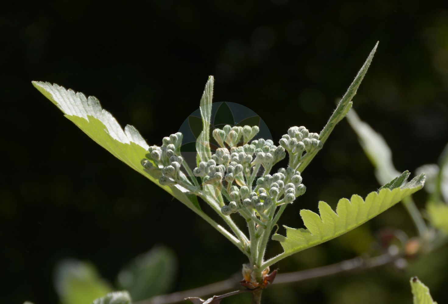 Foto von Sorbus hohenesteri (Hohenester-Mehlbeere). Das Bild zeigt Blatt und Bluete. Das Foto wurde in München, Bayern, Deutschland aufgenommen. ---- Photo of Sorbus hohenesteri (Hohenester-Mehlbeere). The image is showing leaf and flower. The picture was taken in Munich, Bavaria, Germany.(Sorbus hohenesteri,Hohenester-Mehlbeere,Sorbus hohenesteri,Hohenester-Mehlbeere,Sorbus,Vogelbeere,White Beam,Rosaceae,Rosengewächse,Rose family,Blatt,Bluete,leaf,flower)