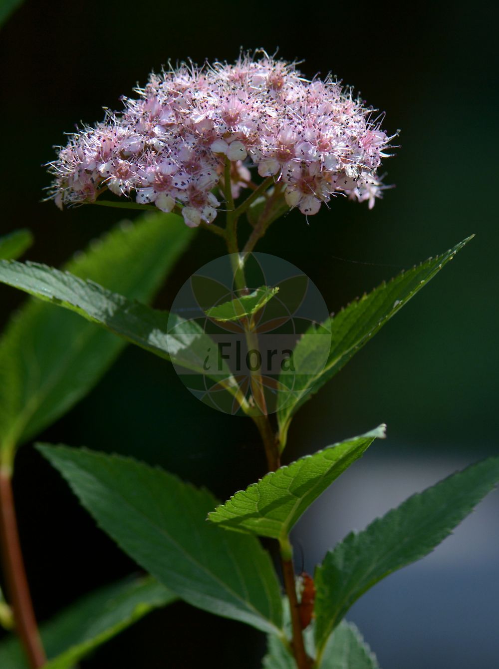 Foto von Spiraea betulifolia. Das Bild zeigt Blatt und Bluete. Das Foto wurde in Padova, Veneto, Italien aufgenommen. ---- Photo of Spiraea betulifolia. The image is showing leaf and flower. The picture was taken in Padova, Veneto, Italy.(Spiraea betulifolia,Spiraea betulifolia,Spiraea corymbosa,Spiraea,Spierstrauch,Brideworts,Rosaceae,Rosengewächse,Rose family,Blatt,Bluete,leaf,flower)