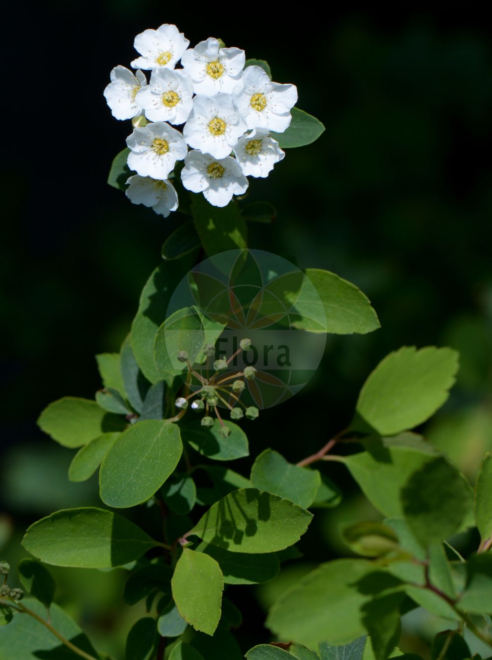 Foto von Spiraea chamaedryfolia (Elm-leaved Spiraea). Das Bild zeigt Blatt und Bluete. Das Foto wurde in Obermörlen, Hessen, Deutschland, Wetterau und Gießener Becken aufgenommen. ---- Photo of Spiraea chamaedryfolia (Elm-leaved Spiraea). The image is showing leaf and flower. The picture was taken in Obermoerlen, Hesse, Germany, Wetterau and Giessener Becken.(Spiraea chamaedryfolia,Elm-leaved Spiraea,Spiraea banatica,Spiraea belgica,Spiraea chamaedryfolia,Spiraea oblongata,Spiraea prostrata,Spiraea ulmifolia,Spiraea,Spierstrauch,Brideworts,Rosaceae,Rosengewächse,Rose family,Blatt,Bluete,leaf,flower)