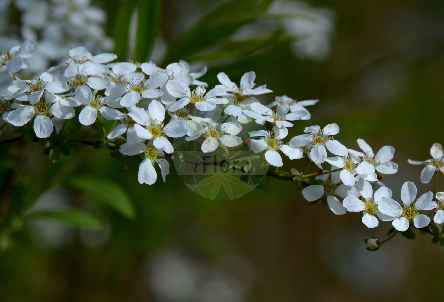 Foto von Spiraea thunbergii. Das Bild zeigt Bluete. Das Foto wurde in Freiburg, Baden-Württemberg, Deutschland aufgenommen. ---- Photo of Spiraea thunbergii. The image is showing flower. The picture was taken in Freiburg, Baden-Wuerttemberg, Germany.(Spiraea thunbergii,Spiraea,Spierstrauch,Brideworts,Rosaceae,Rosengewächse,Rose family,Bluete,flower)