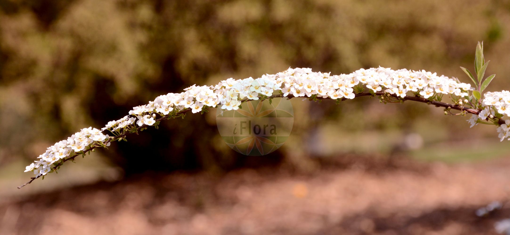 Foto von Spiraea x arguta. Das Bild zeigt Bluete. Das Foto wurde in Düsseldorf, Nordrhein-Westfalen, Deutschland aufgenommen. ---- Photo of Spiraea x arguta. The image is showing flower. The picture was taken in Dusseldorf, North Rhine-Westphalia, Germany.(Spiraea x arguta,Spiraea,Spierstrauch,Brideworts,Rosaceae,Rosengewächse,Rose family,Bluete,flower)