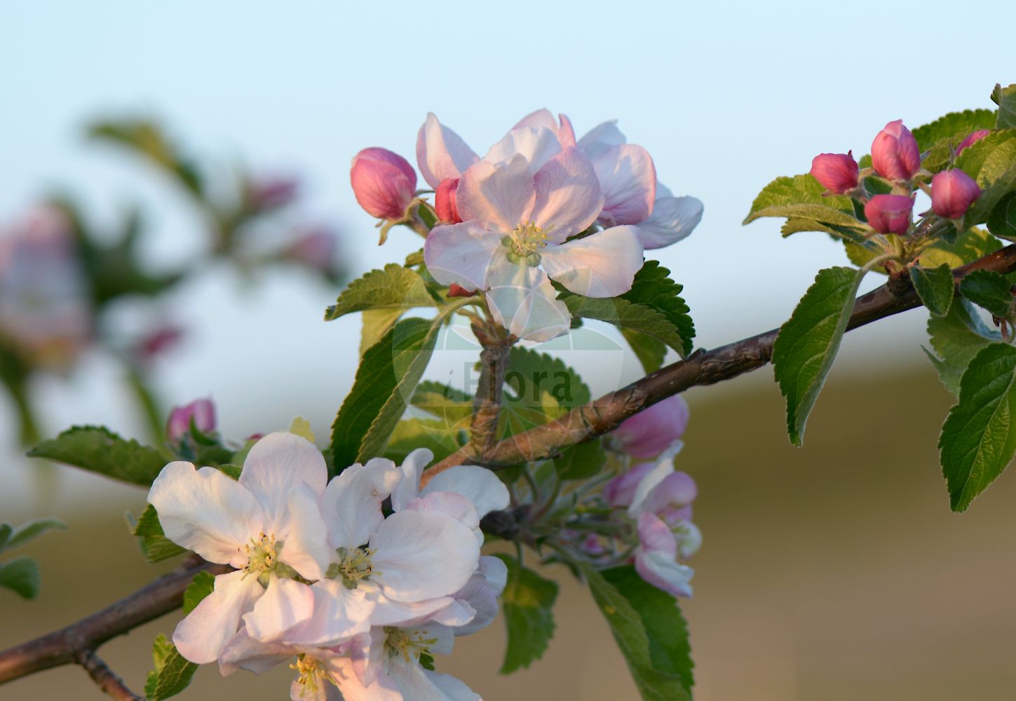 Foto von Malus pumila (Garten-Apfel - Orchard Apple). Das Bild zeigt Blatt und Bluete. Das Foto wurde in Gau-Odernheim, Alzey-Worms, Rheinland-Pfalz, Deutschland, Oberrheinisches Tiefland und Rhein-Main-Ebene aufgenommen. ---- Photo of Malus pumila (Garten-Apfel - Orchard Apple). The image is showing leaf and flower. The picture was taken in Gau-Odernheim, Alzey-Worms, Rhineland-Palatinate, Germany, Oberrheinisches Tiefland and Rhein-Main-Ebene.(Malus pumila,Garten-Apfel,Orchard Apple,Malus dioica,Malus domestica,Malus frutescens,Malus paradisiaca,Malus pumila,Malus sativa,Malus sieversii,Malus sylvestris,Pyrenia malus,Pyrus cavillea,Pyrus dioica,Pyrus epirotica,Pyrus paradisiaca,Pyrus prasomila,Pyrus pumila,Pyrus sieversii,Pyrus sylvestris,Sorbus malus,Garten-Apfel,Kultur-Apfel,Orchard Apple,Malus,Apfel,Apple,Rosaceae,Rosengewächse,Rose family,Blatt,Bluete,leaf,flower)