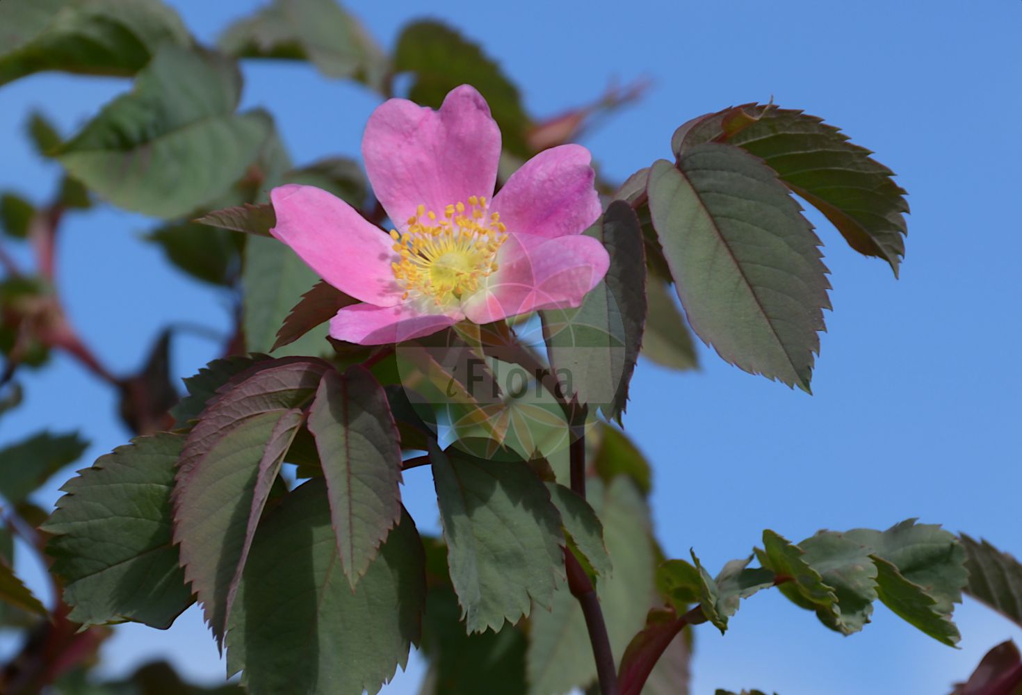 Foto von Rosa glauca (Rotblättrige Rose - Red-leaved Rose). Das Bild zeigt Blatt und Bluete. Das Foto wurde in Uppsala, Schweden aufgenommen. ---- Photo of Rosa glauca (Rotblättrige Rose - Red-leaved Rose). The image is showing leaf and flower. The picture was taken in Uppsala, Sweden.(Rosa glauca,Rotblättrige Rose,Red-leaved Rose,Rosa glaucescens,Rosa gutensteinensis,Rosa ilseana,Rosa livida,Rosa lurida,Rosa rubicunda,Rosa rubrifolia,Rosa glauca,Rotblaettrige Rose,Bereifte Rose,Hecht-Rose,Rotblatt-Rose,Red-leaved Rose,Glaucous Dog Rose,Glaucous Northern Dog Rose,Whitish-stemmed Briar,Rosa,Rose,Rose,Rosaceae,Rosengewächse,Rose family,Blatt,Bluete,leaf,flower)