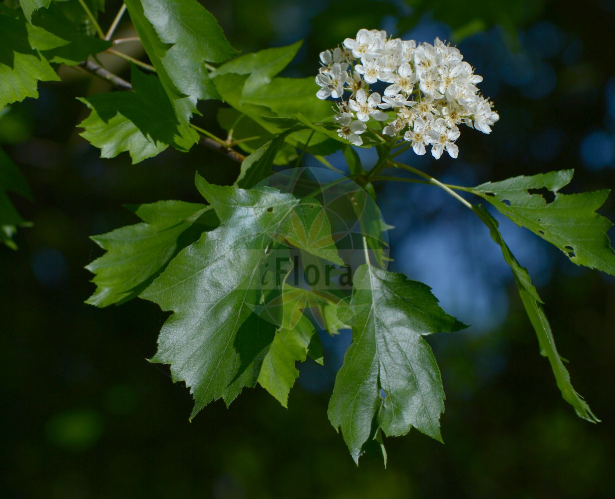 Foto von Sorbus torminalis (Elsbeere - Wild Service-tree). Das Bild zeigt Blatt und Bluete. Das Foto wurde in Bochum, Nordrhein-Westfalen, Deutschland aufgenommen. ---- Photo of Sorbus torminalis (Elsbeere - Wild Service-tree). The image is showing leaf and flower. The picture was taken in Bochum, North Rhine-Westphalia, Germany.(Sorbus torminalis,Elsbeere,Wild Service-tree,Aria torminalis,Azarolus torminalis,Crataegus torminalis,Hahnia torminalis,Lazarolus torminalis,Malus torminalis,Mespilus torminalis,Pyrenia torminalis,Pyrus septiloba,Pyrus torminalis,Sorbus glaberrima,Sorbus orientalis,Sorbus perincisa,Sorbus torminalis,Torminalis clusii,Torminalis orientalis,Torminaria clusii,Torminaria torminalis,Torminaria vulgaris,Elsbeere,Elsbeerbaum,Wild Service-tree,Chequer Tree,Checkertree,Lezzory,Sorbus,Vogelbeere,White Beam,Rosaceae,Rosengewächse,Rose family,Blatt,Bluete,leaf,flower)