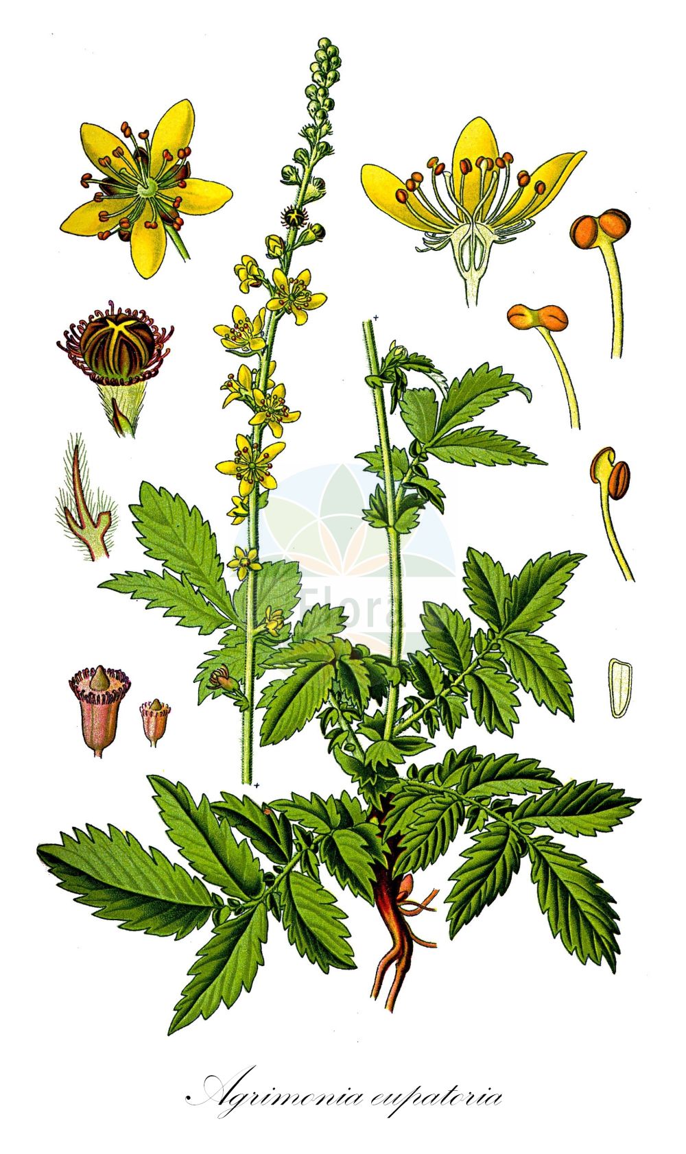 Historische Abbildung von Agrimonia eupatoria (Kleiner Odermennig - Agrimony). ---- Historical Drawing of Agrimonia eupatoria (Kleiner Odermennig - Agrimony).(Agrimonia eupatoria,Kleiner Odermennig,Agrimony,Agrimonia eupatoria,Kleiner Odermennig,Echter Odermennig,Agrimony,Churchsteeples,Icelandic Poppy,Common Agrimony,Liverwort,Agrimonia,Odermennig,Agrimony,Rosaceae,Rosengewächse,Rose family,Thomé (1885))