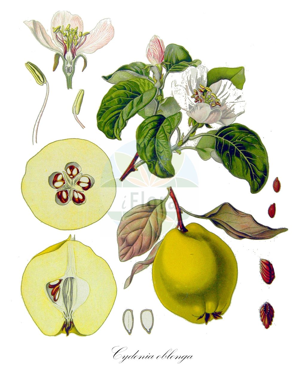 Historische Abbildung von Cydonia oblonga (Echte Quitte - Quince). ---- Historical Drawing of Cydonia oblonga (Echte Quitte - Quince).(Cydonia oblonga,Echte Quitte,Quince,Crataegus serotina,Cydonia communis,Cydonia europaea,Cydonia lusitanica,Cydonia maliformis,Cydonia oblonga,Cydonia sylvestris,Cydonia vulgaris,Pyrus cydonia,Pyrus lusitanica,Pyrus maliformis,Pyrus oblonga,Sorbus cydonia,Echte Quitte,Quince,Cydonia,Quitte,Quince,Rosaceae,Rosengewächse,Rose family,Koehler (1883-1898))