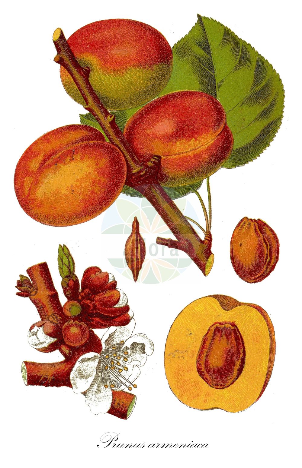Historische Abbildung von Prunus armeniaca (Kultur-Aprikose - Apricot). ---- Historical Drawing of Prunus armeniaca (Kultur-Aprikose - Apricot).(Prunus armeniaca,Kultur-Aprikose,Apricot,Armeniaca vulgaris,Prunus armeniaca,Kultur-Aprikose,Aprikose,Marille,Apricot,Prunus,Kirsche,Plum,Rosaceae,Rosengewächse,Rose family,Sturm (1796f))