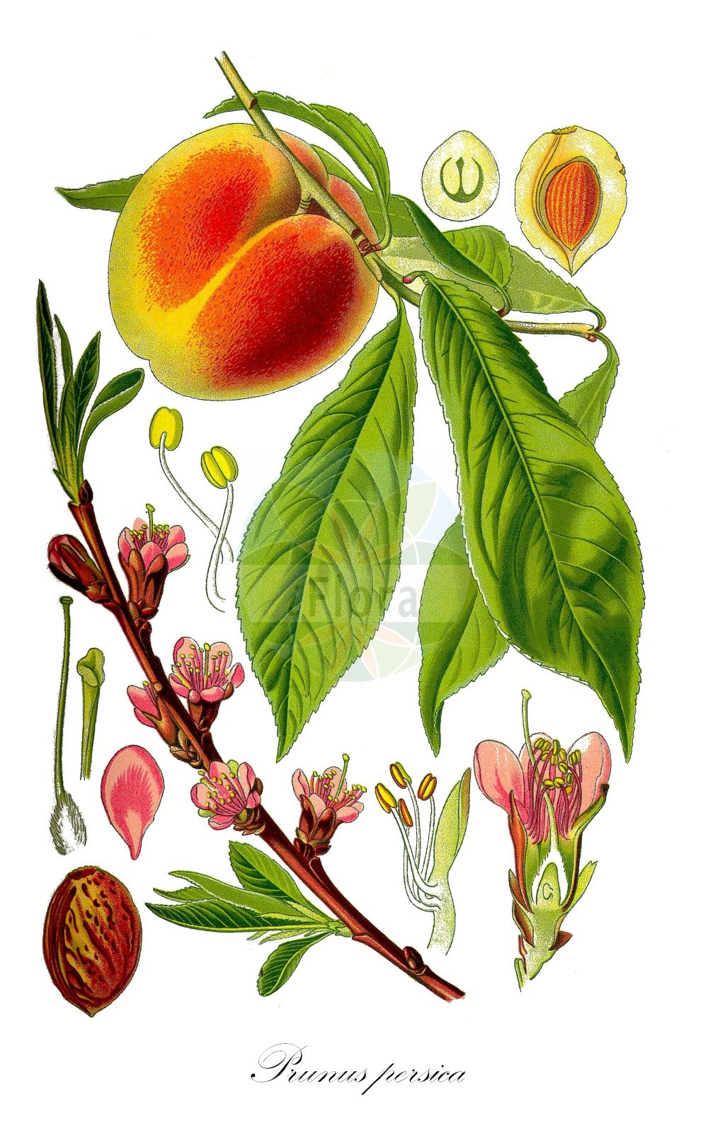 Historische Abbildung von Prunus persica (Kultur-Pfirsich - Peach). ---- Historical Drawing of Prunus persica (Kultur-Pfirsich - Peach).(Prunus persica,Kultur-Pfirsich,Peach,Amygdalus persica,Persica laevis,Persica nucipersica,Persica vulgaris,Prunus daemonifuga,Prunus persica,Prunus persica subsp. nucipersica,Kultur-Pfirsich,Pfirsich,Peach,Prunus,Kirsche,Plum,Rosaceae,Rosengewächse,Rose family,Thomé (1885))