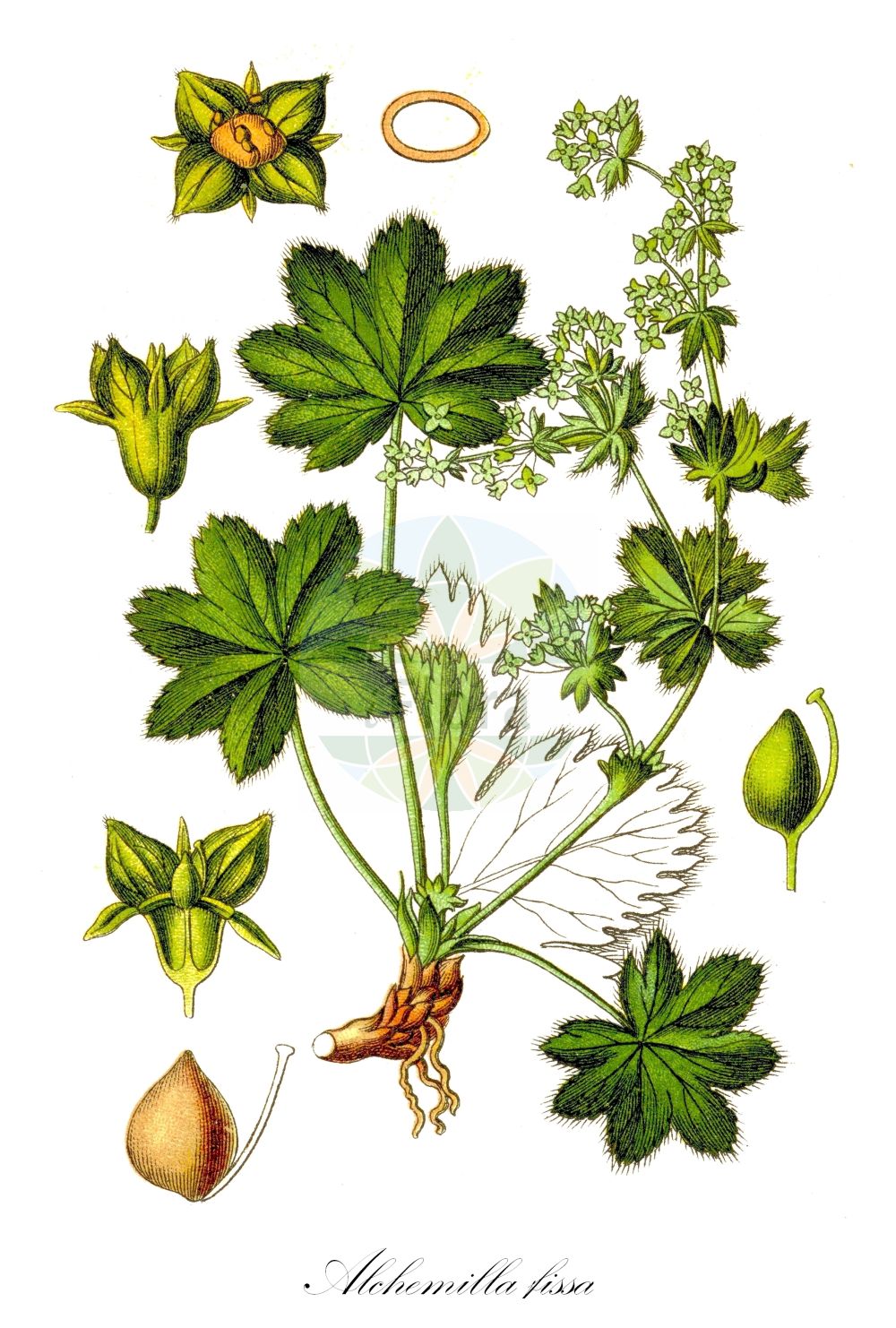 Historische Abbildung von Alchemilla fissa (Zerschlitzter Frauenmantel - Hairless Lady's Mantle). Das Bild zeigt Blatt, Bluete, Frucht und Same. ---- Historical Drawing of Alchemilla fissa (Zerschlitzter Frauenmantel - Hairless Lady's Mantle). The image is showing leaf, flower, fruit and seed.(Alchemilla fissa,Zerschlitzter Frauenmantel,Hairless Lady's Mantle,Alchemilla fissa,Alchemilla glaberrima,Alchemilla palmatifida,Alchemilla pyrenaica,Alchemilla glabra,Zerschlitzter Frauenmantel,Hairless Lady's Mantle,Alchemilla,Frauenmantel,Lady's Mantle,Rosaceae,Rosengewächse,Rose family,Blatt,Bluete,Frucht,Same,leaf,flower,fruit,seed,Sturm (1796f))