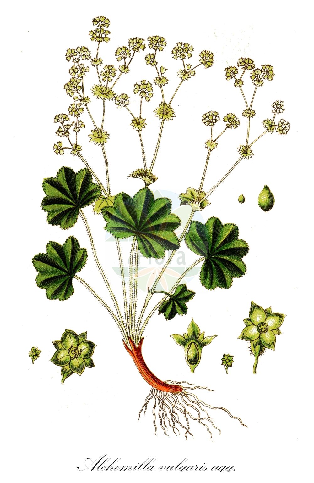 Historische Abbildung von Alchemilla acutiloba (Spitzlappen-Frauenmantel). Das Bild zeigt Blatt, Bluete, Frucht und Same. ---- Historical Drawing of Alchemilla acutiloba (Spitzlappen-Frauenmantel). The image is showing leaf, flower, fruit and seed.(Alchemilla acutiloba,Spitzlappen-Frauenmantel,Alchemilla acutangula,Alchemilla acutiloba,Alchemilla latifolia,Alchemilla vulgaris subsp. acutangula,Spitzlappen-Frauenmantel,Alchemilla,Frauenmantel,Lady's Mantle,Rosaceae,Rosengewächse,Rose family,Blatt,Bluete,Frucht,Same,leaf,flower,fruit,seed,Sturm (1796f))