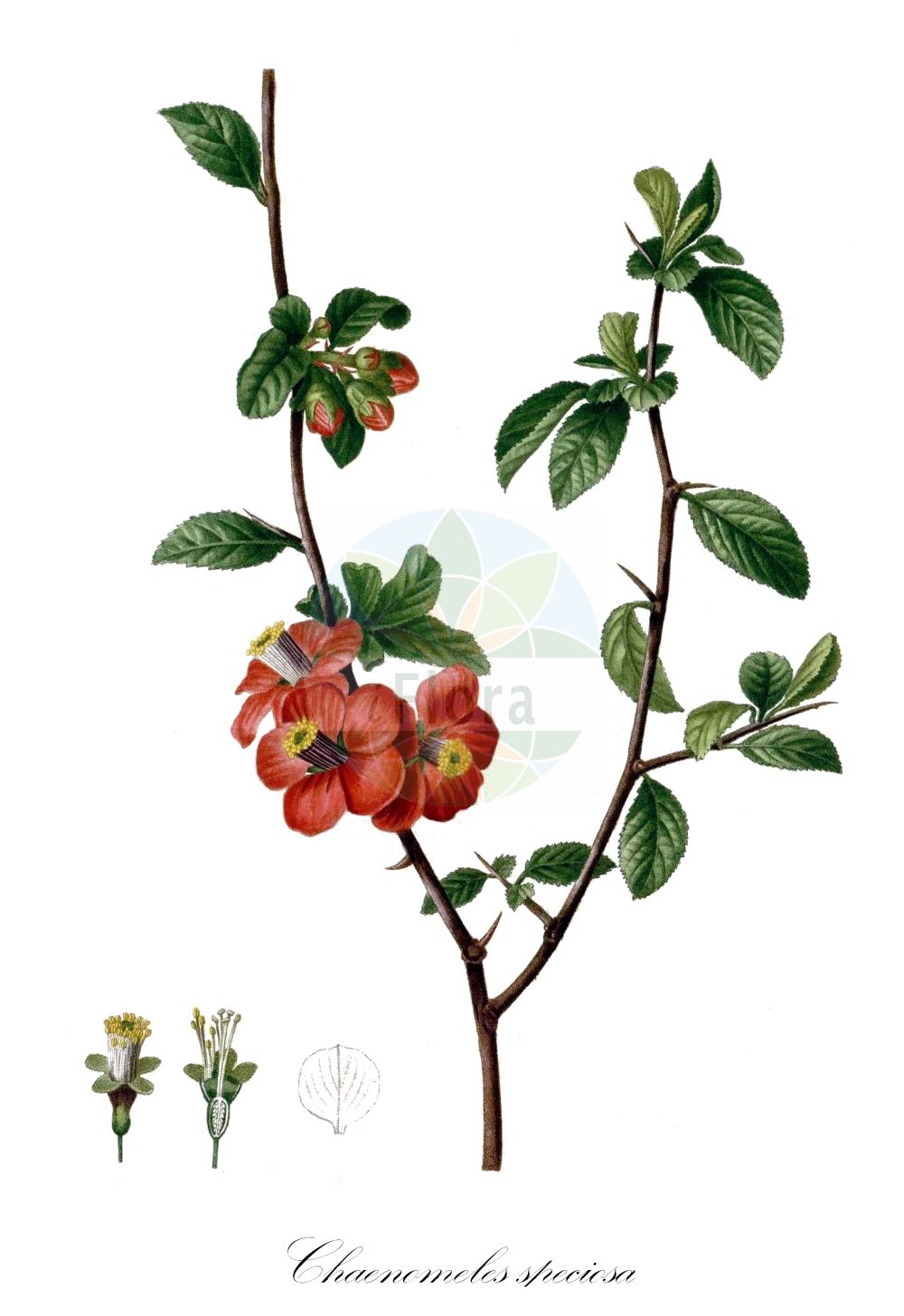Historische Abbildung von Chaenomeles speciosa (Chinese Quince). Das Bild zeigt Blatt, Bluete, Frucht und Same. ---- Historical Drawing of Chaenomeles speciosa (Chinese Quince). The image is showing leaf, flower, fruit and seed.(Chaenomeles speciosa,Chinese Quince,Chaenomeles cardinalis,Chaenomeles eburnea,Chaenomeles lagenaria,Chaenomeles speciosa,Cydonia lagenaria,Cydonia speciosa,Chaenomeles,Rosaceae,Rosengewächse,Rose family,Blatt,Bluete,Frucht,Same,leaf,flower,fruit,seed,Duhamel du Monceau (1755-1768))