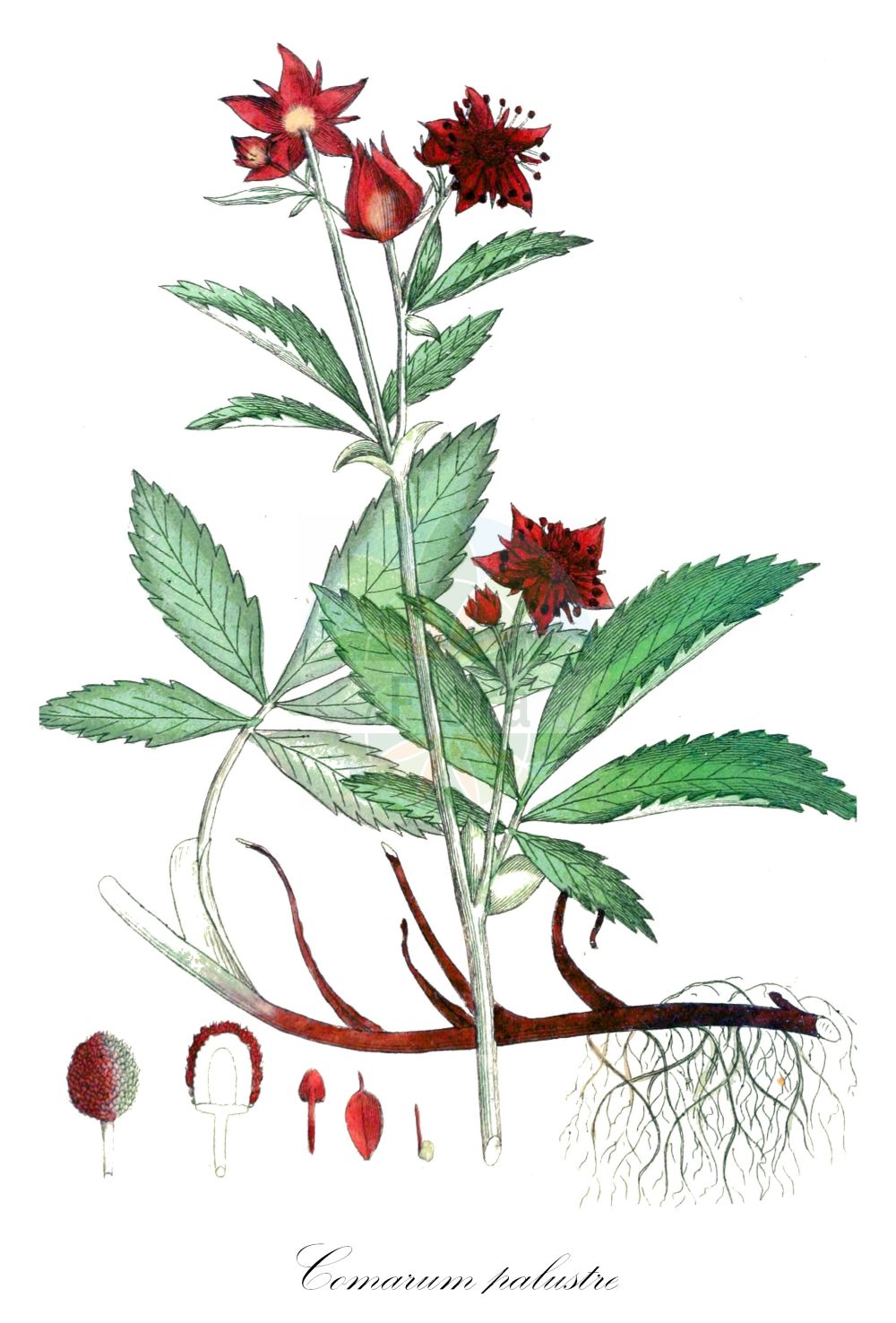 Historische Abbildung von Comarum palustre (Sumpfblutauge - Marsh Cinquefoil). Das Bild zeigt Blatt, Bluete, Frucht und Same. ---- Historical Drawing of Comarum palustre (Sumpfblutauge - Marsh Cinquefoil). The image is showing leaf, flower, fruit and seed.(Comarum palustre,Sumpfblutauge,Marsh Cinquefoil,Argentina rubra,Comarum angustifolium,Comarum arcticum,Comarum digitatum,Comarum palustre,Comarum rubrum,Comarum tomentosum,Fragaria palustris,Fragaria pinnatifida,Pancovia angustifolia,Pancovia digitata,Pancovia palustris,Potentilla angustifolia,Potentilla comariformis,Potentilla comarum,Potentilla digitata,Potentilla palustris,Potentilla rubra,Sumpfblutauge,Sumpf-Blutauge,Sumpf-Fingerkraut,Marsh Cinquefoil,Purple Marshlocks,Comarum,Fingerkraut,Marsh Cinquefoil,Rosaceae,Rosengewächse,Rose family,Blatt,Bluete,Frucht,Same,leaf,flower,fruit,seed,Svensk Botanik (Svensk Botanik))