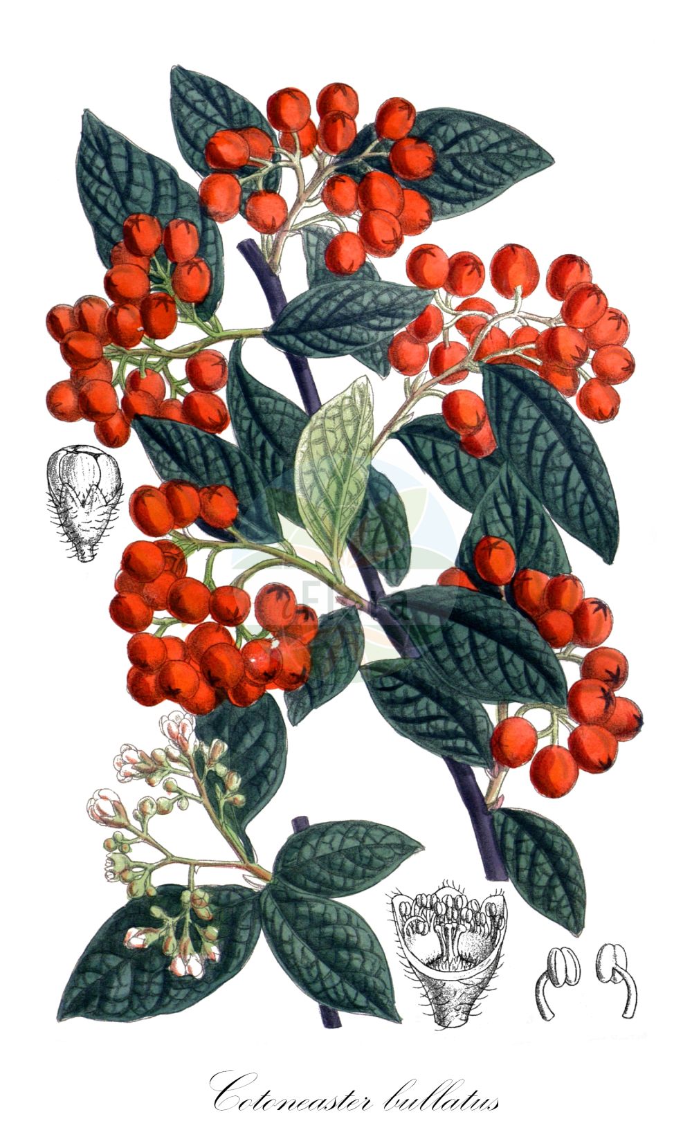 Historische Abbildung von Cotoneaster bullatus (Hollyberry Cotoneaster). Das Bild zeigt Blatt, Bluete, Frucht und Same. ---- Historical Drawing of Cotoneaster bullatus (Hollyberry Cotoneaster). The image is showing leaf, flower, fruit and seed.(Cotoneaster bullatus,Hollyberry Cotoneaster,Cotoneaster bullatus,Cotoneaster,Zwergmispel,Dwarf Cotoneaster,Rosaceae,Rosengewächse,Rose family,Blatt,Bluete,Frucht,Same,leaf,flower,fruit,seed)