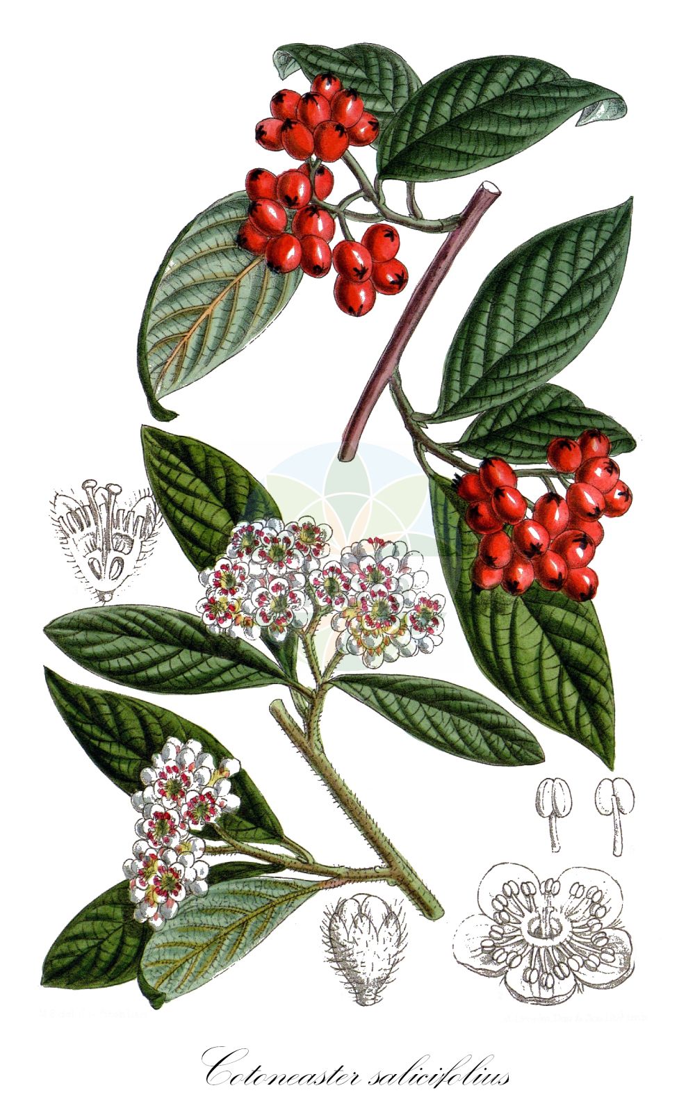 Historische Abbildung von Cotoneaster salicifolius (Willow-leaved Cotoneaster). Das Bild zeigt Blatt, Bluete, Frucht und Same. ---- Historical Drawing of Cotoneaster salicifolius (Willow-leaved Cotoneaster). The image is showing leaf, flower, fruit and seed.(Cotoneaster salicifolius,Willow-leaved Cotoneaster,Cotoneaster salicifolius,Cotoneaster,Zwergmispel,Dwarf Cotoneaster,Rosaceae,Rosengewächse,Rose family,Blatt,Bluete,Frucht,Same,leaf,flower,fruit,seed)