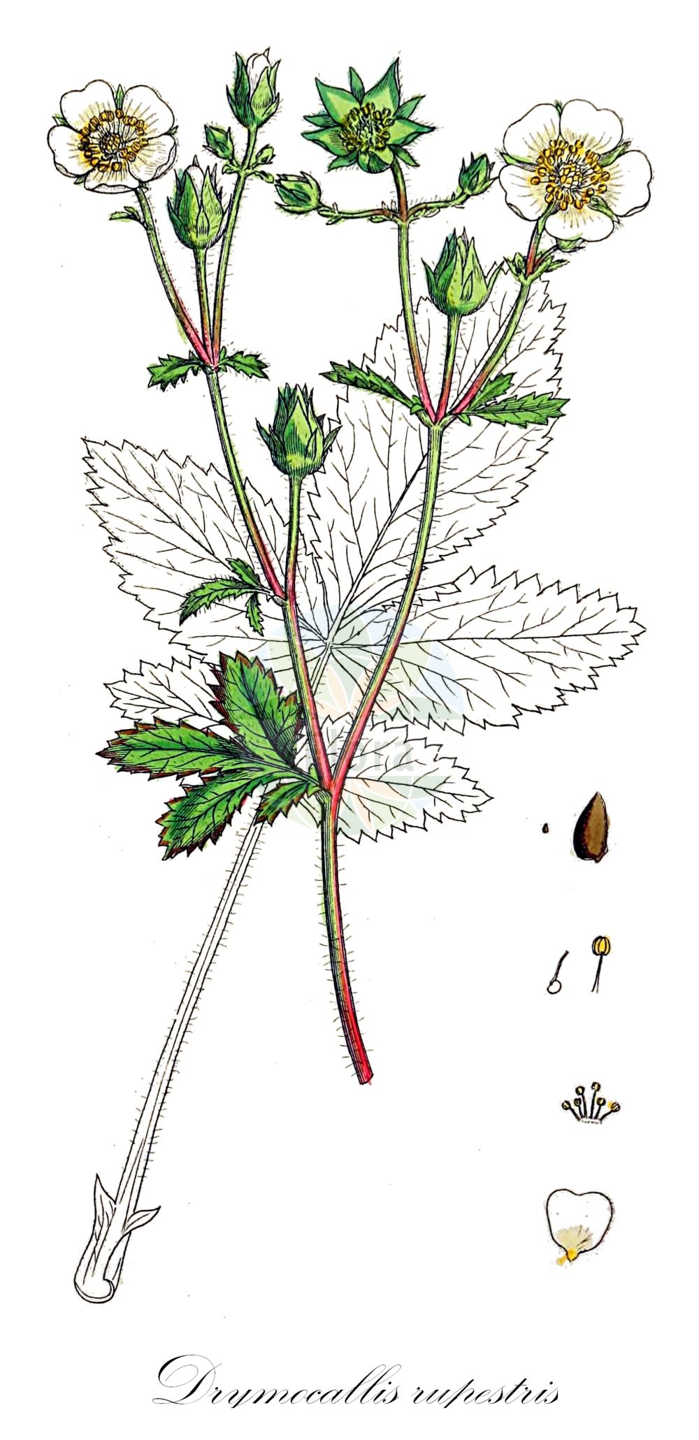 Historische Abbildung von Drymocallis rupestris (Felsen-Fingerkraut - Rock Cinquefoil). Das Bild zeigt Blatt, Bluete, Frucht und Same. ---- Historical Drawing of Drymocallis rupestris (Felsen-Fingerkraut - Rock Cinquefoil). The image is showing leaf, flower, fruit and seed.(Drymocallis rupestris,Felsen-Fingerkraut,Rock Cinquefoil,Argentina rupestris,Drymocallis rupestris,Fragaria rupestris,Potentilla baeniczkyi,Potentilla banatica,Potentilla foliosa,Potentilla macrocalyx,Potentilla rupestris,Felsen-Fingerkraut,Stein-Fingerkraut,Rock Cinquefoil,Drymocallis,Fingerkraut,Rosaceae,Rosengewächse,Rose family,Blatt,Bluete,Frucht,Same,leaf,flower,fruit,seed,Sowerby (1790-1813))
