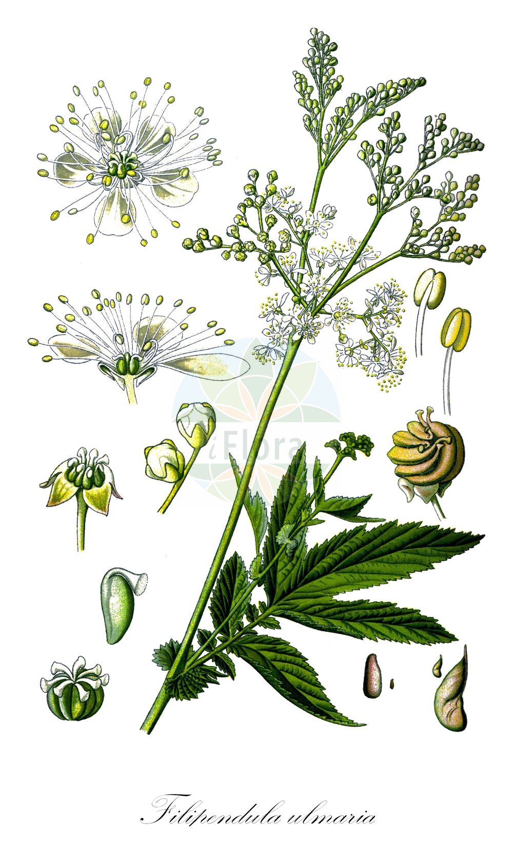 Historische Abbildung von Filipendula ulmaria (Echtes Mädesüß - Meadowsweet). Das Bild zeigt Blatt, Bluete, Frucht und Same. ---- Historical Drawing of Filipendula ulmaria (Echtes Mädesüß - Meadowsweet). The image is showing leaf, flower, fruit and seed.(Filipendula ulmaria,Echtes Mädesüß,Meadowsweet,Filipendula ulmaria,Spiraea ulmaria,Echtes Maedesuess,Meadowsweet,Queen Of The Meadow,Dropwort,Filipendula,Mädesüß,Queen,Rosaceae,Rosengewächse,Rose family,Blatt,Bluete,Frucht,Same,leaf,flower,fruit,seed,Thomé (1885))