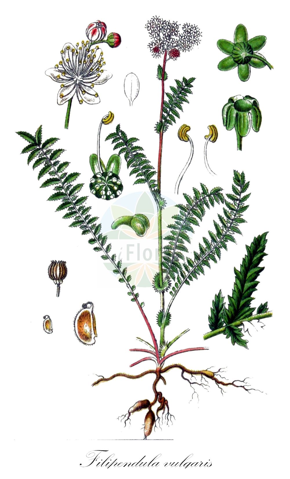 Historische Abbildung von Filipendula vulgaris (Kleines Mädesüß - Dropwort). Das Bild zeigt Blatt, Bluete, Frucht und Same. ---- Historical Drawing of Filipendula vulgaris (Kleines Mädesüß - Dropwort). The image is showing leaf, flower, fruit and seed.(Filipendula vulgaris,Kleines Mädesüß,Dropwort,Filipendula hexapetala,Filipendula pubescens,Filipendula vulgaris,Spiraea filipendula,Spiraea gigantea,Spiraea noeana,Spiraea pubescens,Spiraea tuberosa,Spiraea vulgaris,Ulmaria filipendula,Kleines Maedesuess,Knollen-Maedesuess,Knollige Spierstaude,Dropwort,Meadowsweet,Filipendula,Mädesüß,Queen,Rosaceae,Rosengewächse,Rose family,Blatt,Bluete,Frucht,Same,leaf,flower,fruit,seed,Sturm (1796f))