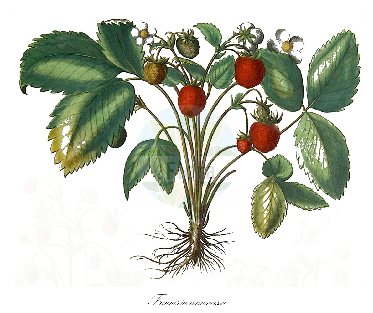 Historische Abbildung von Fragaria ananassa (Ananas-Erdbeere - Garden Strawberry). Das Bild zeigt Blatt, Bluete, Frucht und Same. ---- Historical Drawing of Fragaria ananassa (Ananas-Erdbeere - Garden Strawberry). The image is showing leaf, flower, fruit and seed.(Fragaria ananassa,Ananas-Erdbeere,Garden Strawberry,Fragaria ananassa,Fragaria bathonica,Fragaria calyculata,Fragaria caroliniana,Fragaria cultorum,Fragaria cuneifolia,Fragaria latiuscula,Fragaria suchiana,Potentilla ananassa,Ananas-Erdbeere,Garden Strawberry,Fragaria,Erdbeere,Strawberry,Rosaceae,Rosengewächse,Rose family,Blatt,Bluete,Frucht,Same,leaf,flower,fruit,seed,Besler (1613f))