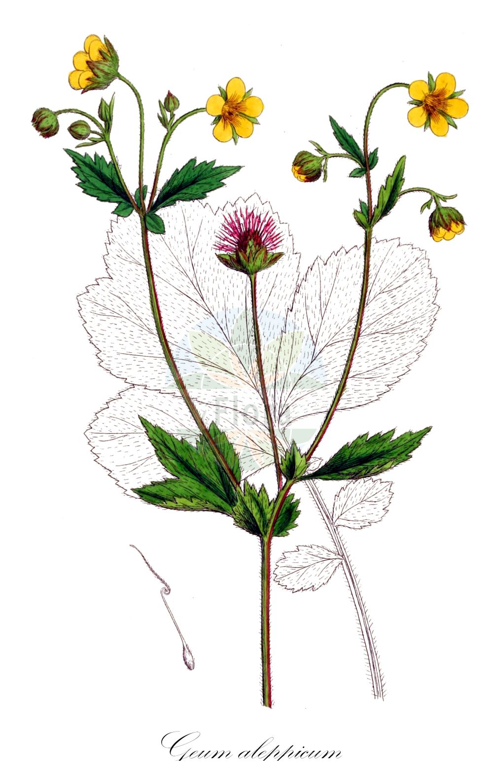 Historische Abbildung von Geum aleppicum. Das Bild zeigt Blatt, Bluete, Frucht und Same. ---- Historical Drawing of Geum aleppicum. The image is showing leaf, flower, fruit and seed.(Geum aleppicum,Geum aleppicum,Geum besserianum,Geum giganteum,Geum glabricaule,Geum inclinatum,Geum intermedium,Geum potaninii,Geum ranunculoides,Geum rugosum,Geum strictum,Geum,Nelkenwurz,Avens,Rosaceae,Rosengewächse,Rose family,Blatt,Bluete,Frucht,Same,leaf,flower,fruit,seed,Sowerby (1790-1813))