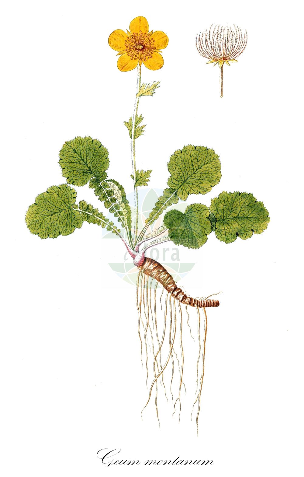 Historische Abbildung von Geum montanum (Berg-Nelkenwurz - Alpine Avens). Das Bild zeigt Blatt, Bluete, Frucht und Same. ---- Historical Drawing of Geum montanum (Berg-Nelkenwurz - Alpine Avens). The image is showing leaf, flower, fruit and seed.(Geum montanum,Berg-Nelkenwurz,Alpine Avens,Bernullia acaulis,Bernullia montana,Caryophyllata montana,Geum alpinum,Geum montanum,Oreogeum montanum,Parageum montanum,Sieversia montana,Berg-Nelkenwurz,Alpen-Petersbart,Alpine Avens,Mountain Avens,Geum,Nelkenwurz,Avens,Rosaceae,Rosengewächse,Rose family,Blatt,Bluete,Frucht,Same,leaf,flower,fruit,seed)