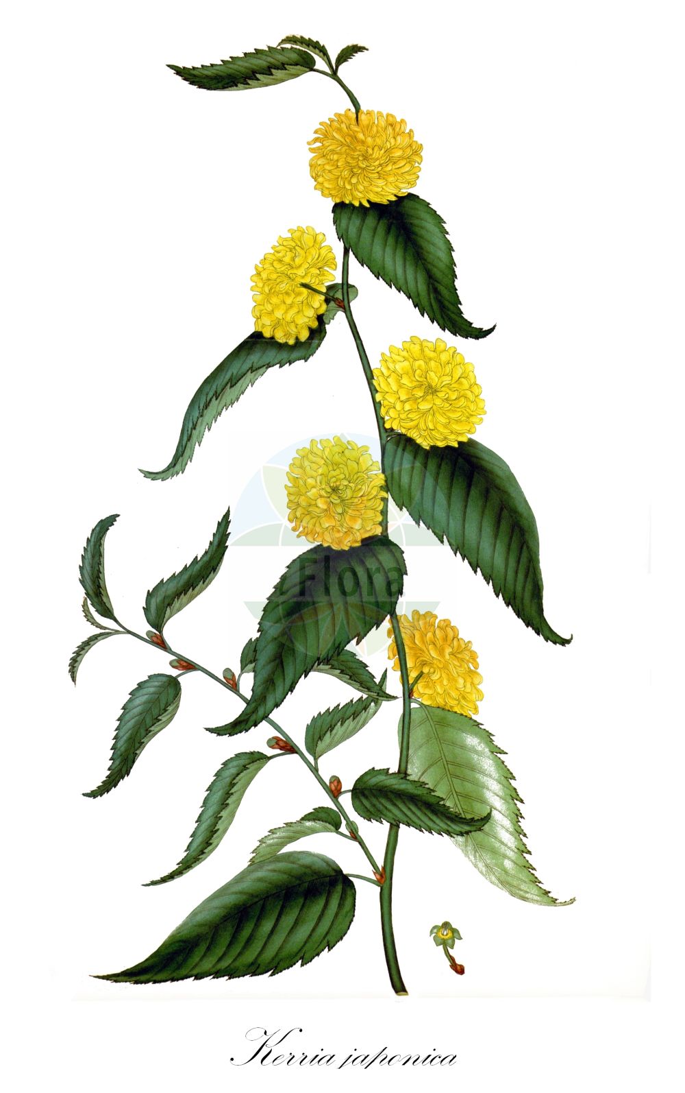 Historische Abbildung von Kerria japonica (Kerria). Das Bild zeigt Blatt, Bluete, Frucht und Same. ---- Historical Drawing of Kerria japonica (Kerria). The image is showing leaf, flower, fruit and seed.(Kerria japonica,Kerria,Corchorus japonicus,Kerria japonica,Rubus japonicus,Spiraea japonica,Kerria,Rosaceae,Rosengewächse,Rose family,Blatt,Bluete,Frucht,Same,leaf,flower,fruit,seed,Andrews (1802-1809))