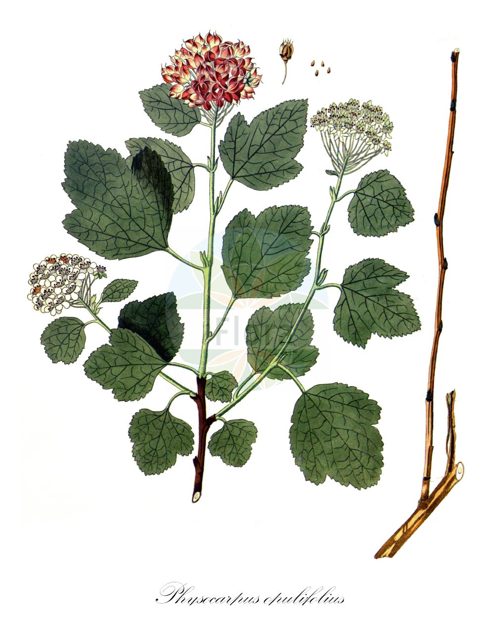 Historische Abbildung von Physocarpus opulifolius (Blasenspiere - Ninebark). Das Bild zeigt Blatt, Bluete, Frucht und Same. ---- Historical Drawing of Physocarpus opulifolius (Blasenspiere - Ninebark). The image is showing leaf, flower, fruit and seed.(Physocarpus opulifolius,Blasenspiere,Ninebark,Opulaster intermedius,Physocarpus intermedius,Physocarpus opulifolius,Physocarpus stellatus,Spiraea opulifolia,Blasenspiere,Ninebark,Eastern Ninebark,Common Ninebark,Physocarpus,Spierstrauch,Ninebark,Rosaceae,Rosengewächse,Rose family,Blatt,Bluete,Frucht,Same,leaf,flower,fruit,seed,Krauss (1802f))
