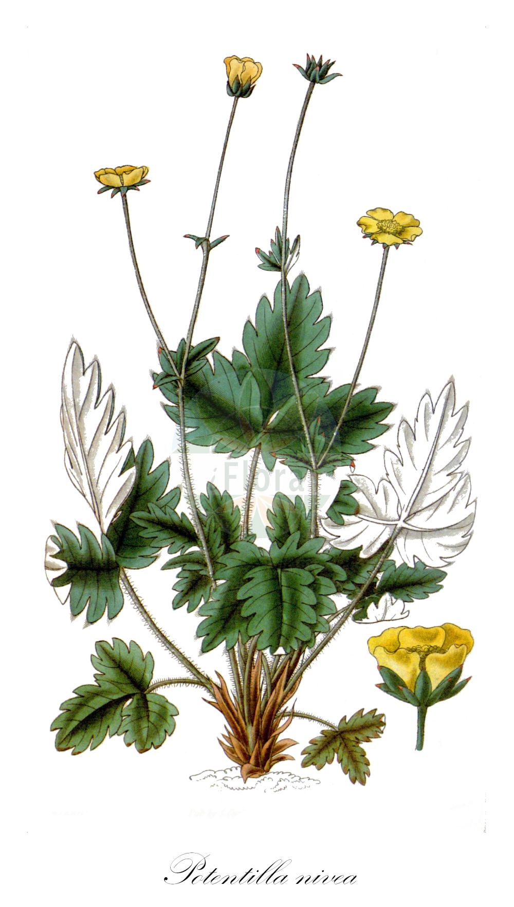 Historische Abbildung von Potentilla nivea. Das Bild zeigt Blatt, Bluete, Frucht und Same. ---- Historical Drawing of Potentilla nivea. The image is showing leaf, flower, fruit and seed.(Potentilla nivea,Fragaria nivea,Potentilla nivea,Potentilla,Fingerkraut,Cinquefoil,Rosaceae,Rosengewächse,Rose family,Blatt,Bluete,Frucht,Same,leaf,flower,fruit,seed)